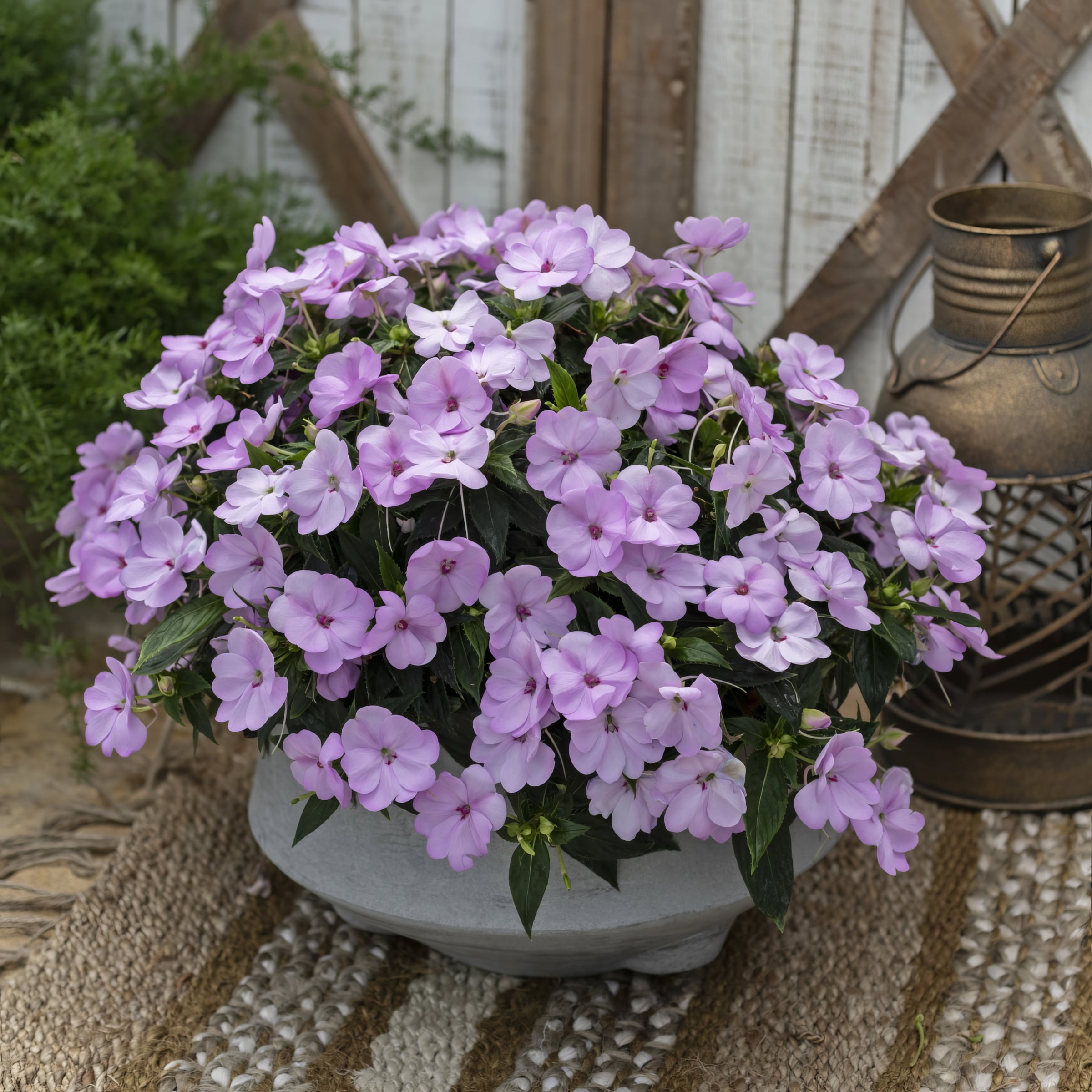 National Plant Network LW1556 annuals - View #6