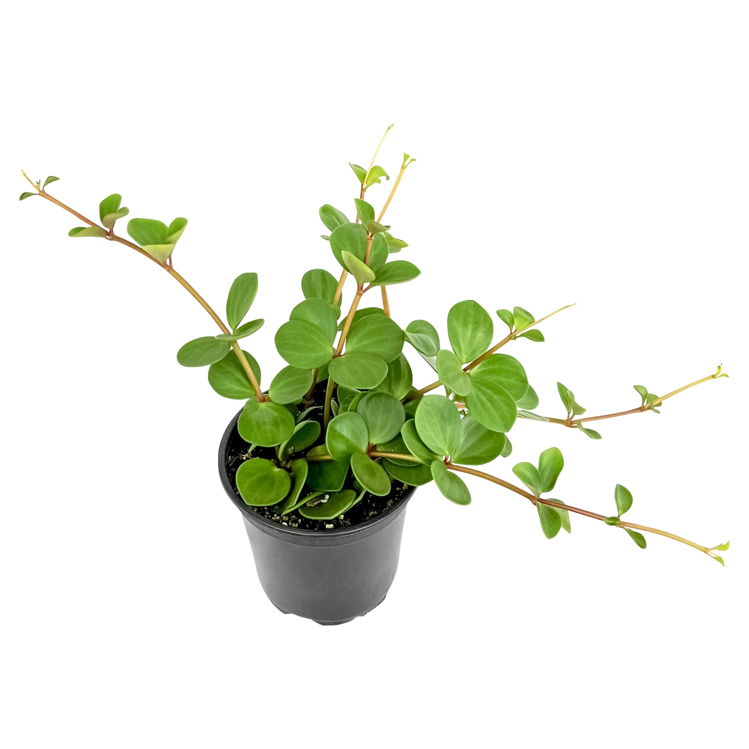 Altman Plants 0881586 Peperomia Hope House Plant in 4.25-in Pot