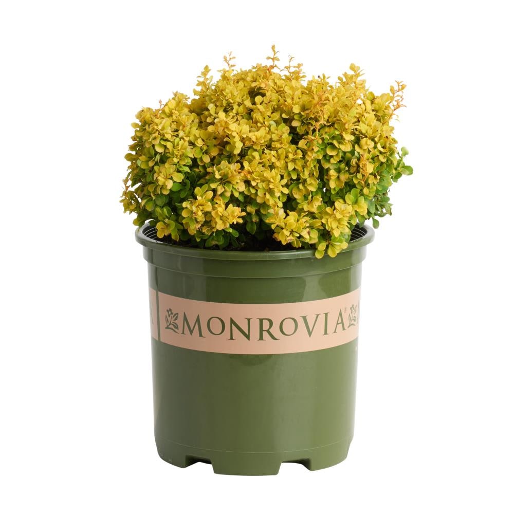 Monrovia Golden Nugget Dwarf Japanese Bar Feature Shrub In 16 Gallon S Pot In The Shrubs