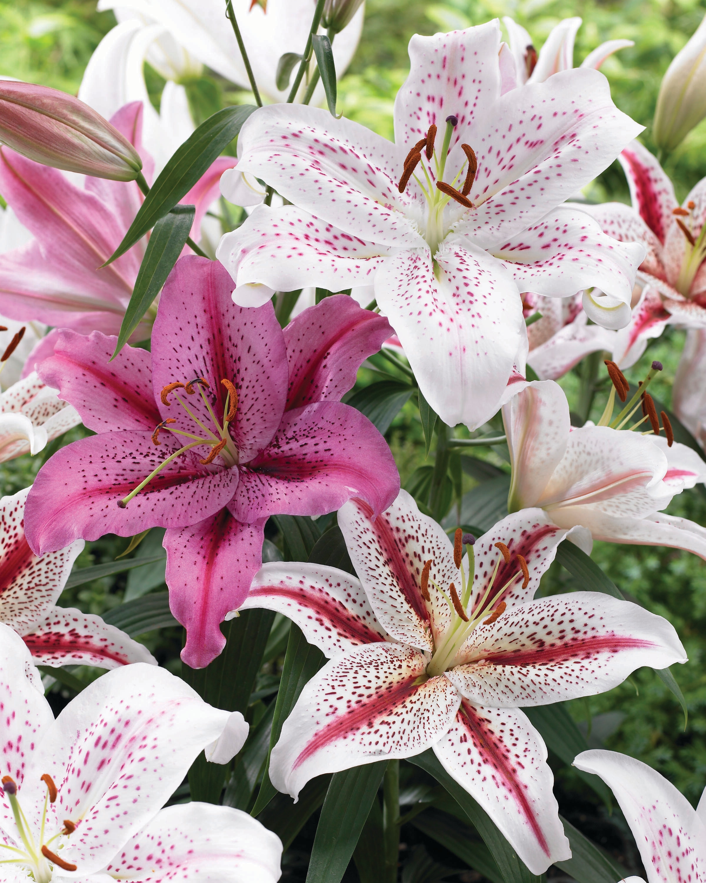 Garden State Bulb 07979 LILY ORIENTAL MIXED 15-PK PBS