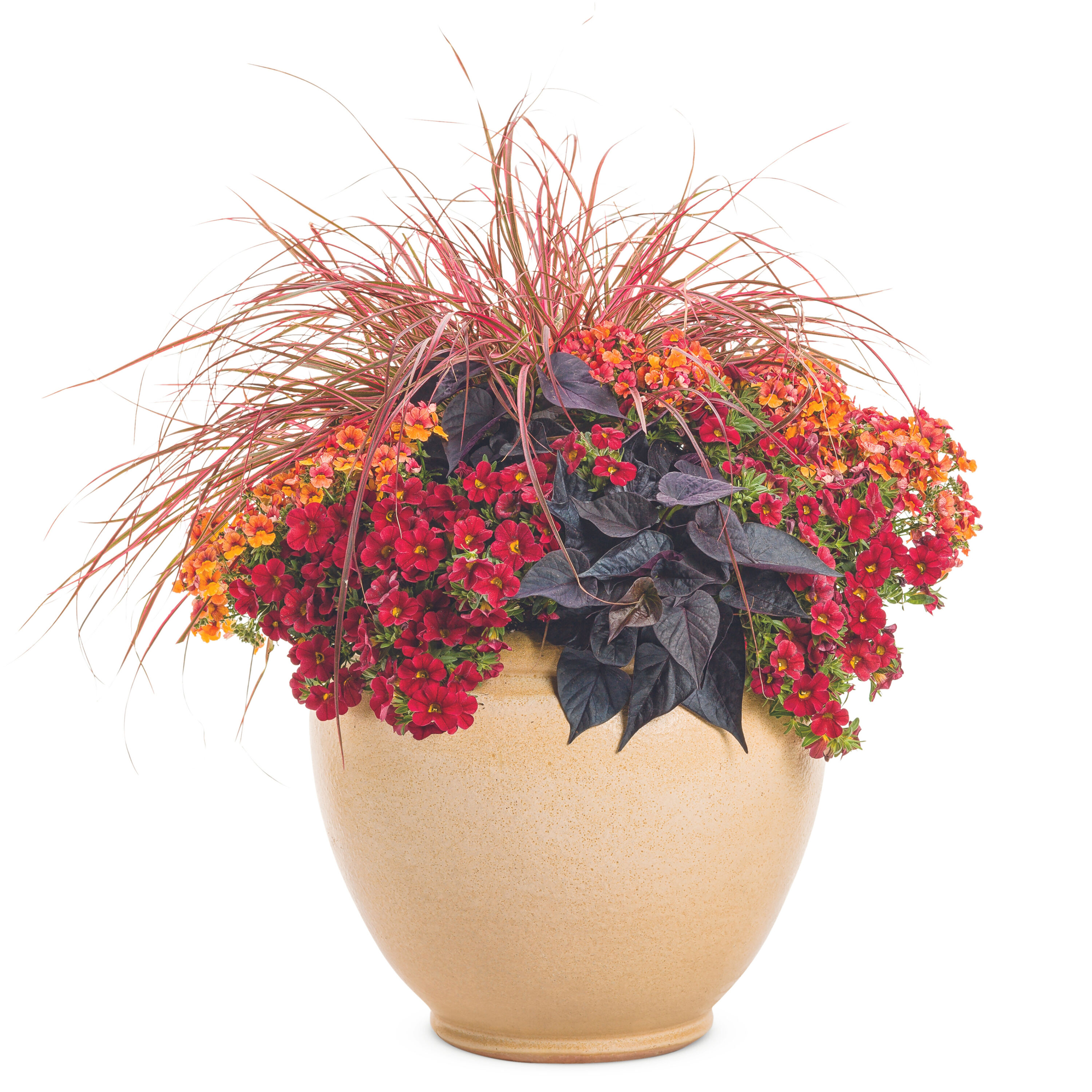 Proven Winners NEMPRW2107504 annuals - View #5