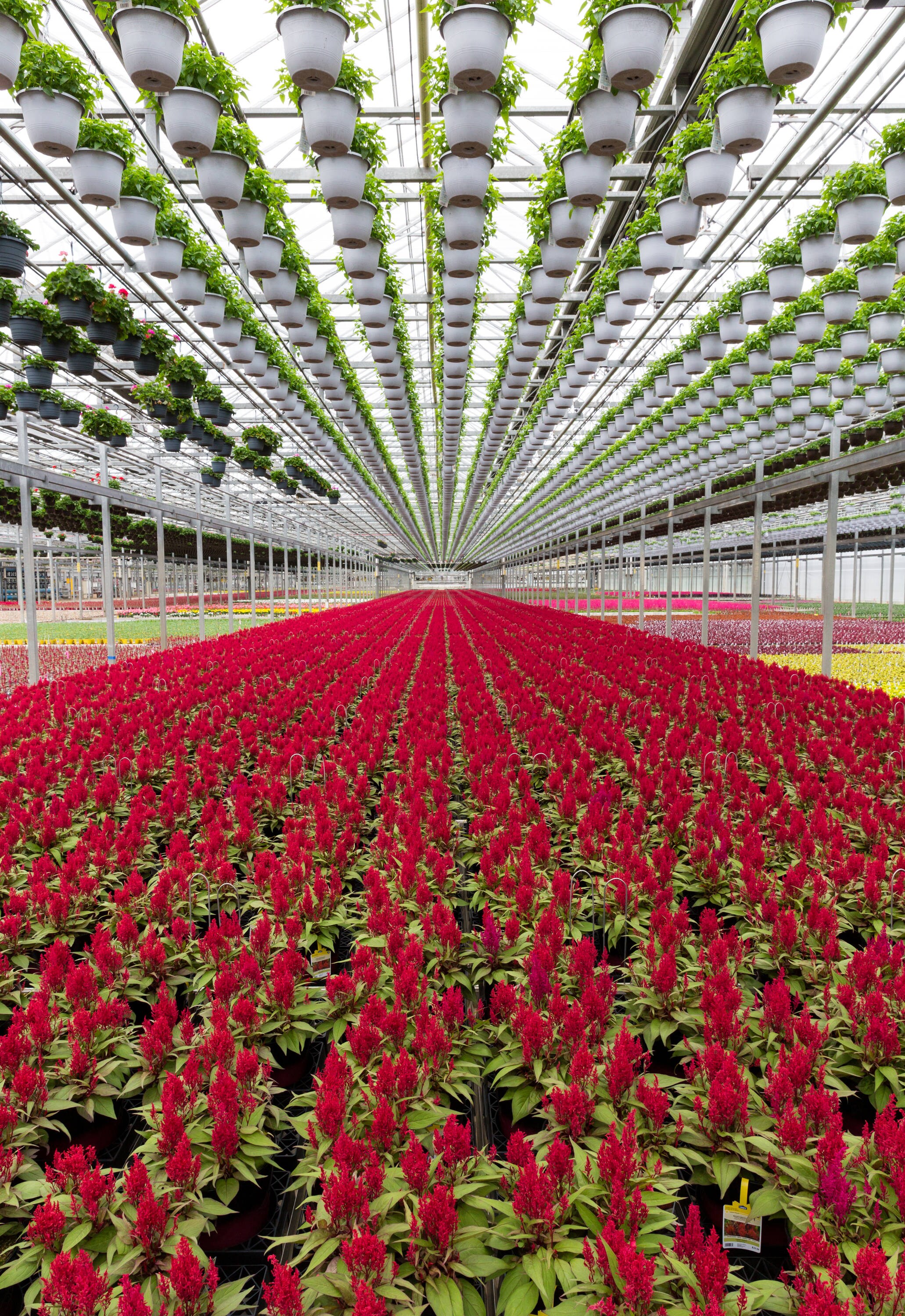 Metrolina Greenhouses 4351 annuals - View #5