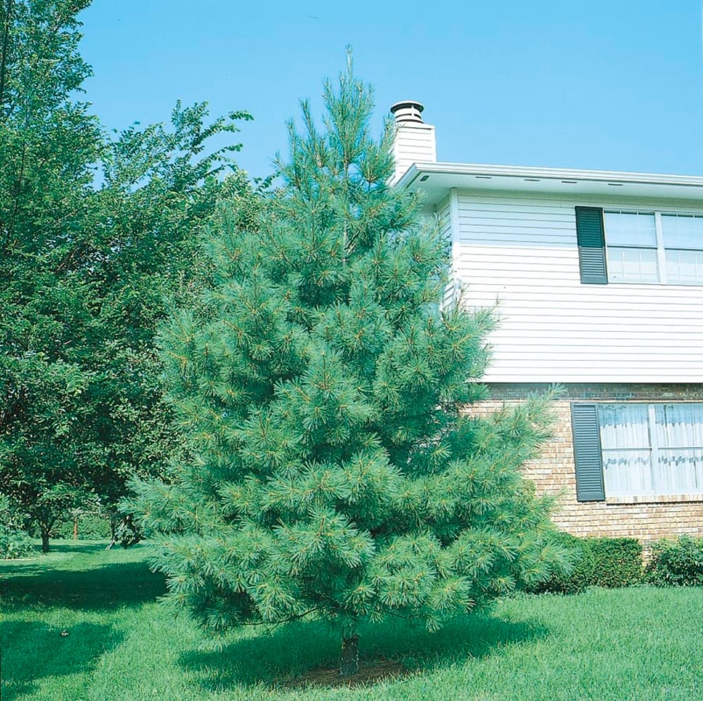 Lowe's NURSERY -Gallon Screening Eastern White Pine In pot (with soil)