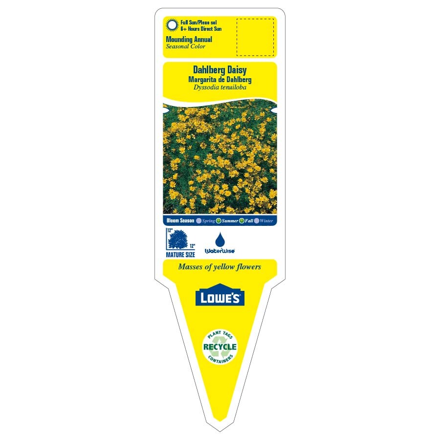 Lowe's NURSERY annuals - View #2