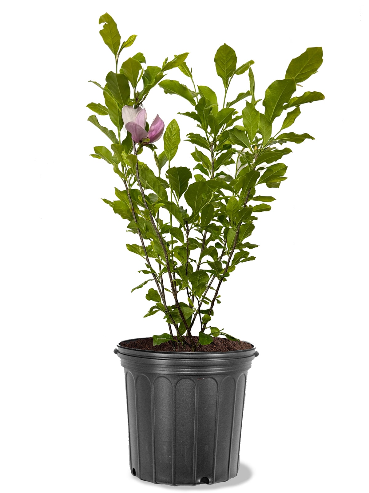 Southern Planters MAGANN03G 3 -Gallon Pink Flowering Ann Japanese Magnolia In pot (with soil)