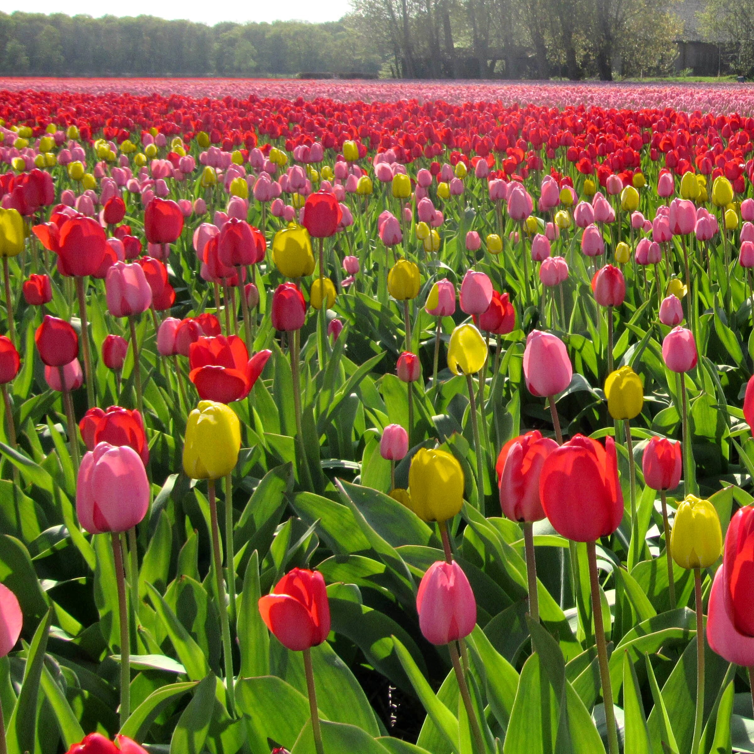 National Plant Network LW3151A Plant-Bulbs - View #7