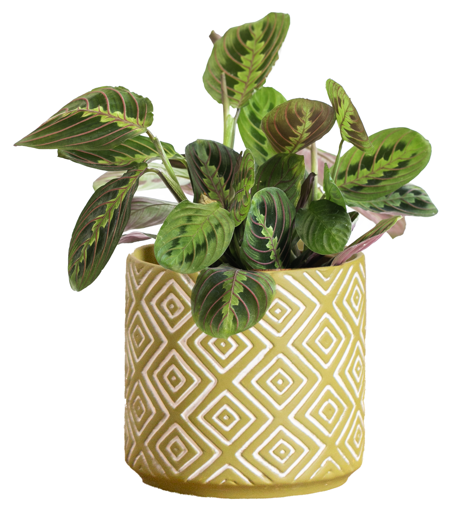 LiveTrends ASB05971 Petite Neu Mishima House plant in 12 Ounce(s) Pot 1 -Pack