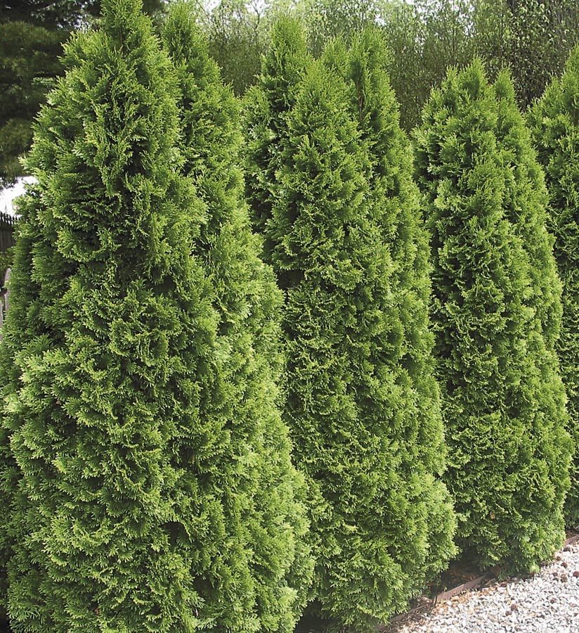 Emerald Green Arborvitae Screening Shrub In Pot (With Soil) at Lowes.com