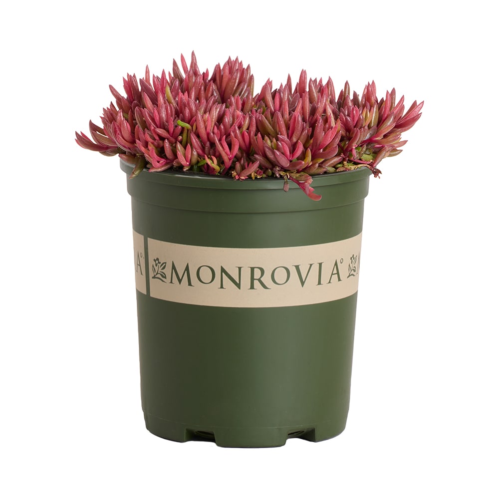 Monrovia - 2.6 -Quart Purple Ice Plant Desert Dancers Purple 1 -Pack - Low Maintenance