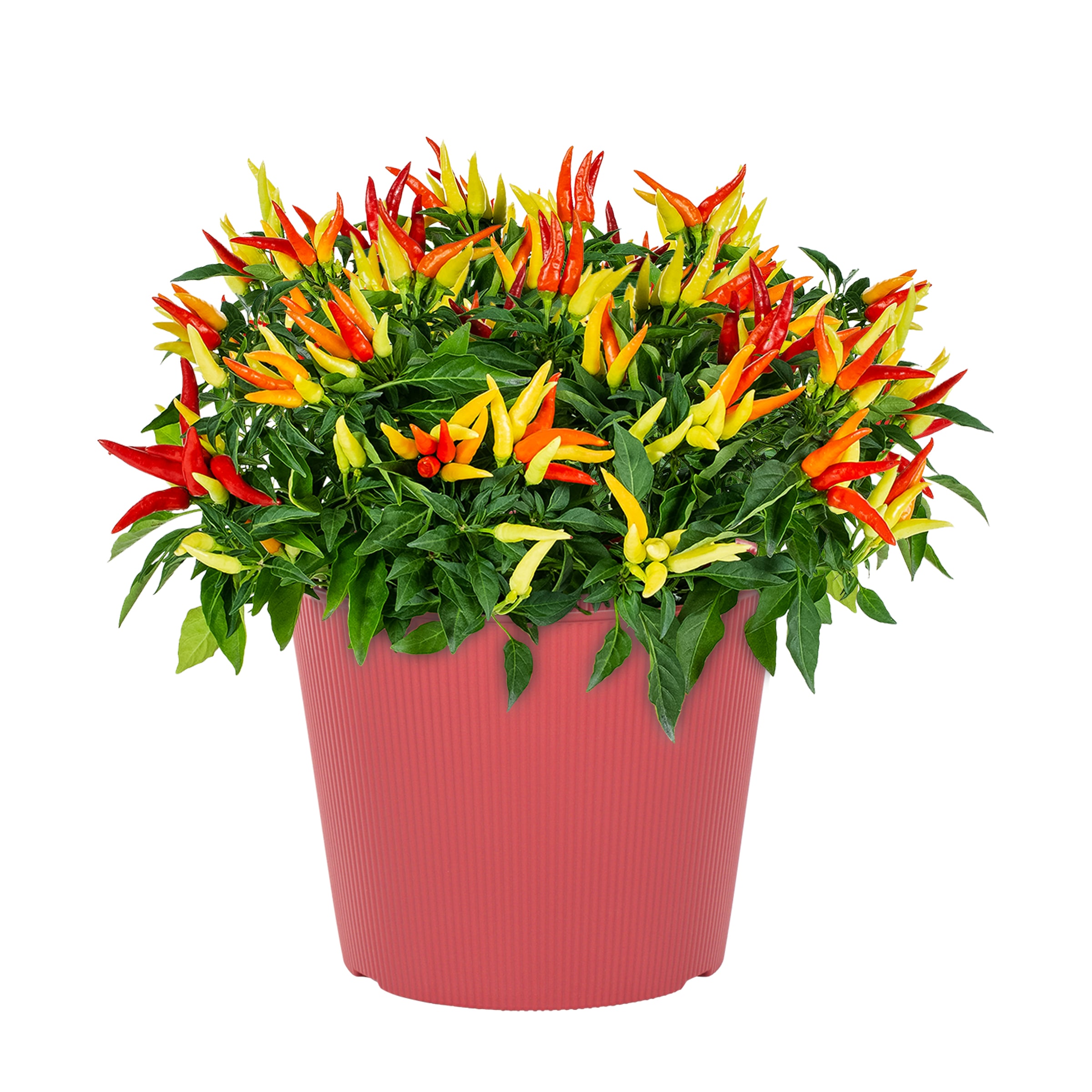 Lowe's NURSERY Multicolor Ornamental Pepper in 3 Quart(s) Planter 1 -Pack