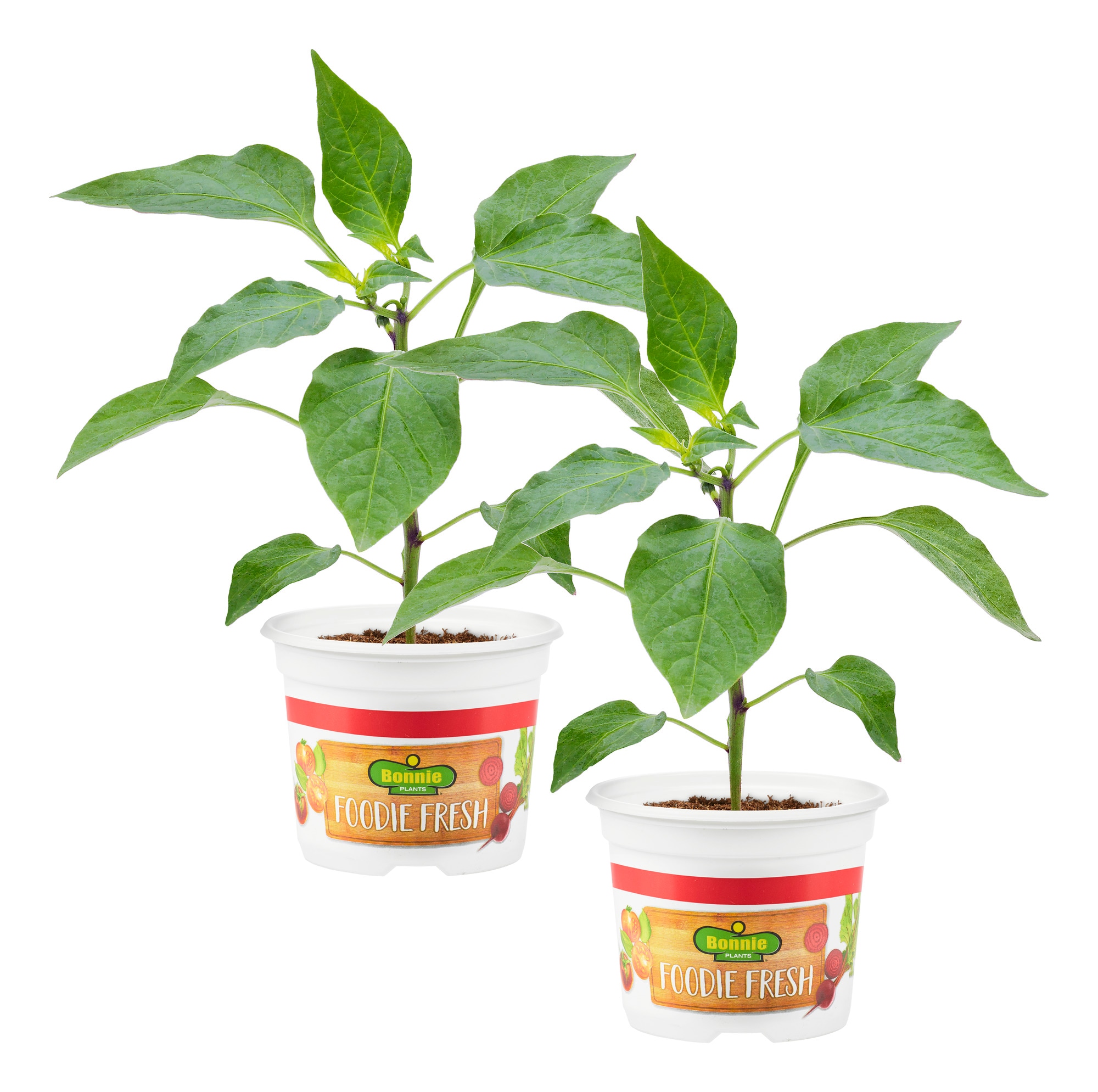 Mimi Red Pepper Edible Garden at Lowes.com