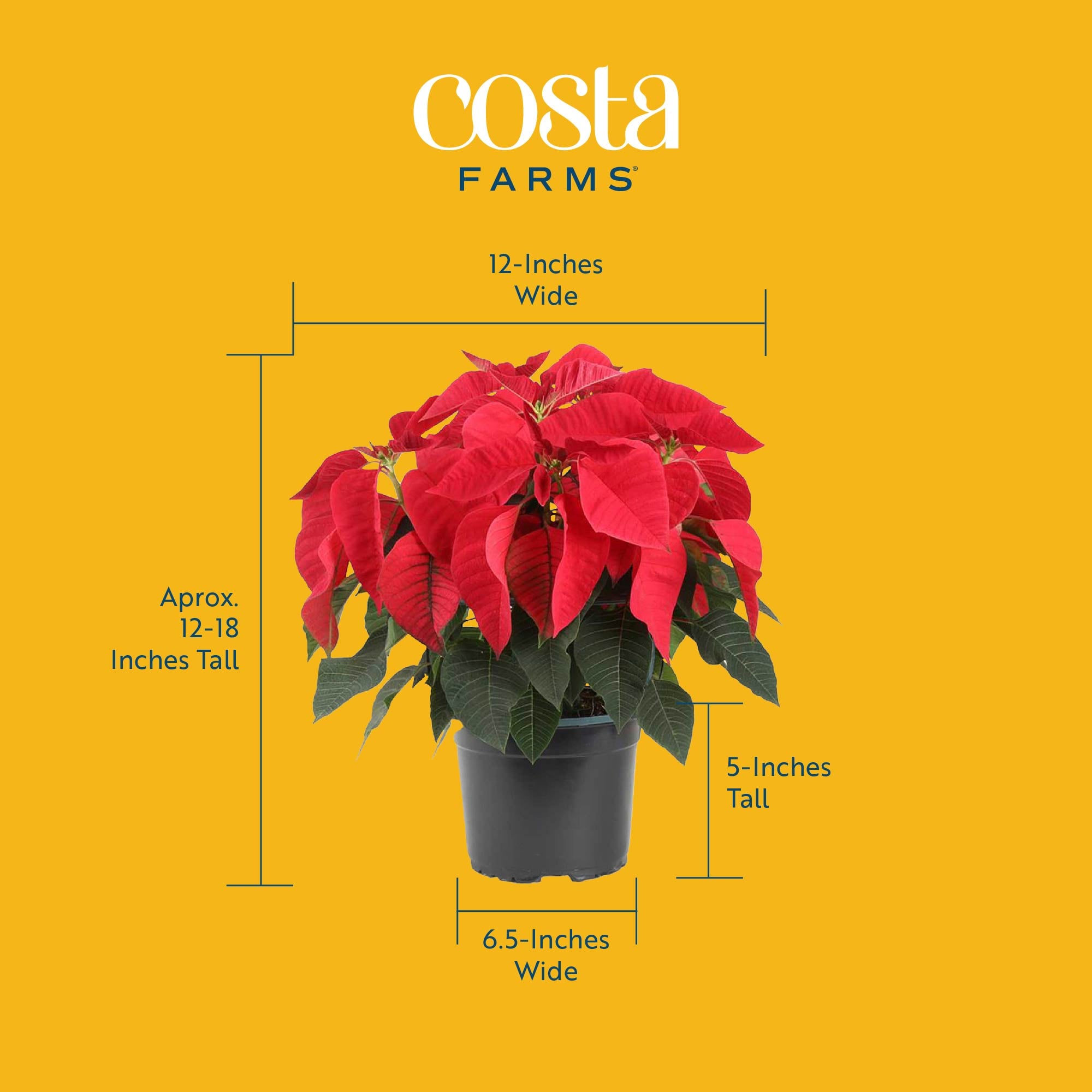 Costa Farms CO.POI07.1.GLD.PK2 Fresh-Cut-Christmas-Decorations - View #4