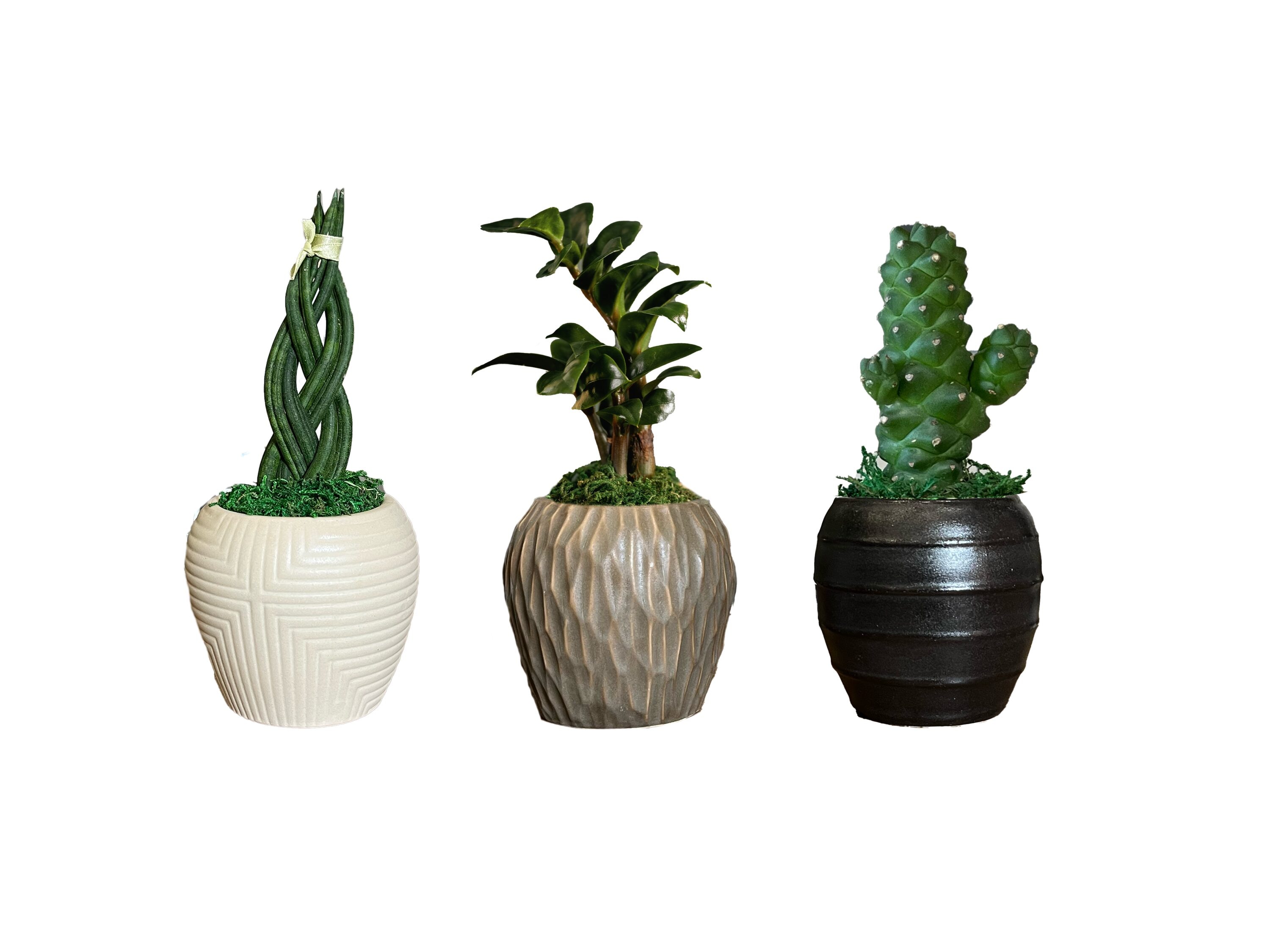 LiveTrends AK6CMLTFOL AK Small Foliage House plant in 2.3 Ounce(s) Pot 1 -Pack