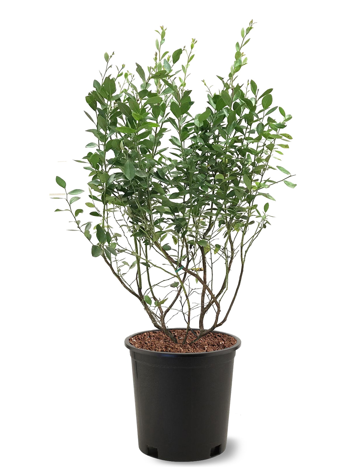 Southern Planters BLUONE05G 1 -Pack Blueberry Plant in Pot Spring