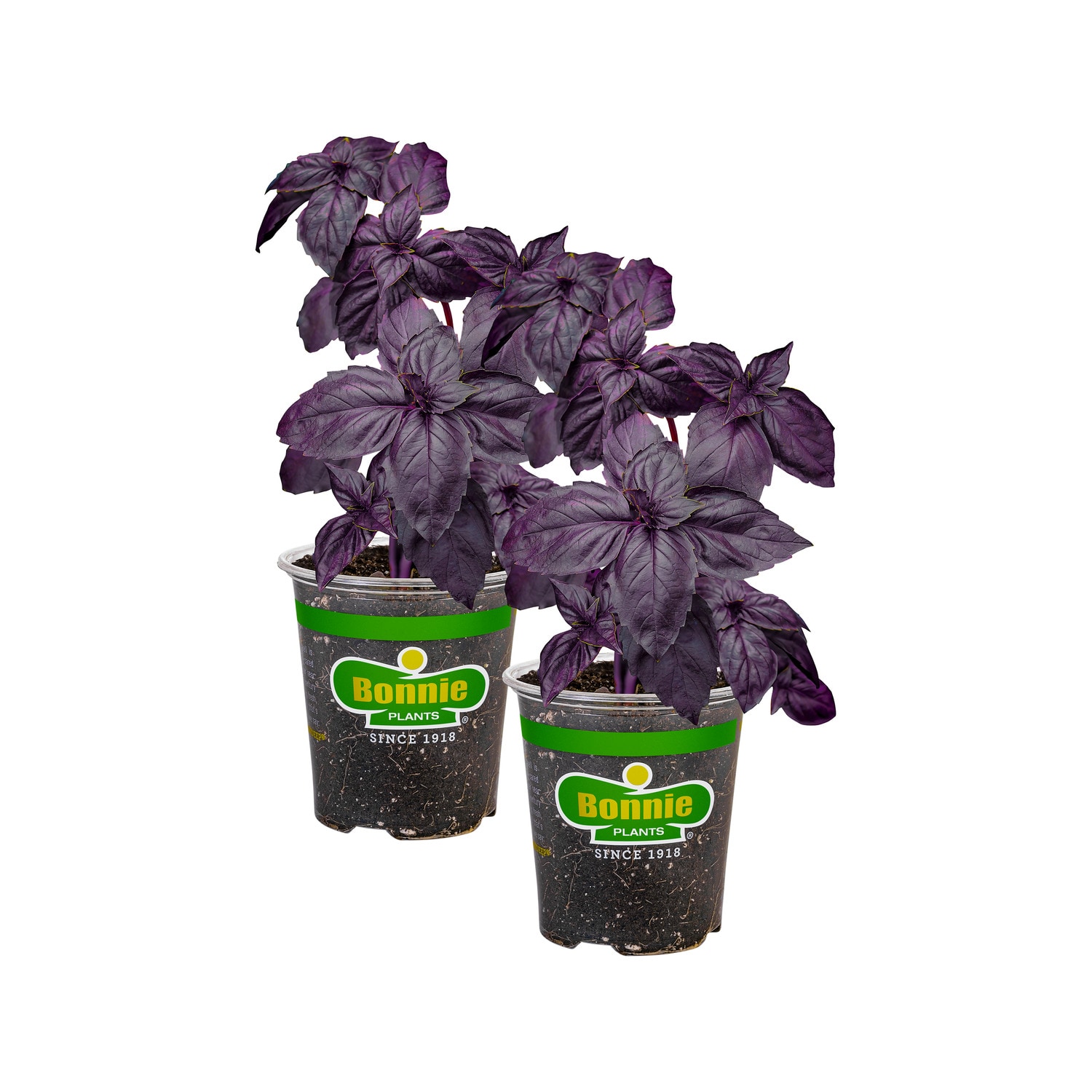 Bonnie Plants 202008 2.0 -Pack Purple Basil in 2 -Pack Pot
