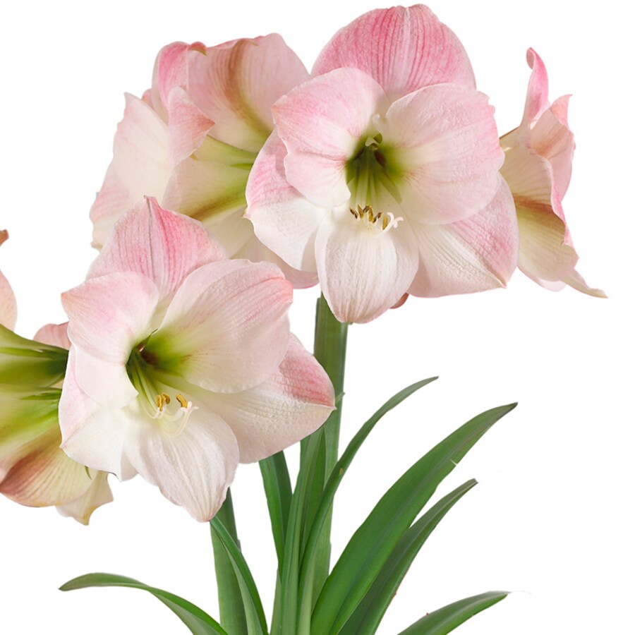 Lowe's 23410P Plant-Bulbs - View #3