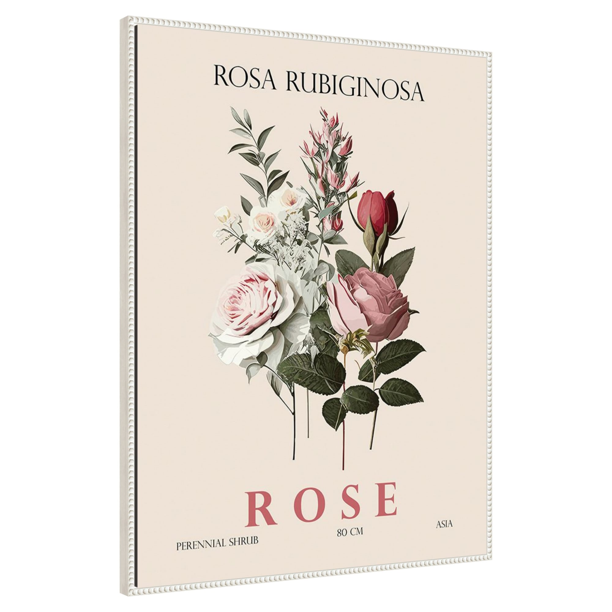 Amanti Art -  Vintage Botanical Rose Illustration by Christopher Giampietro Framed Canvas Wall Ar...