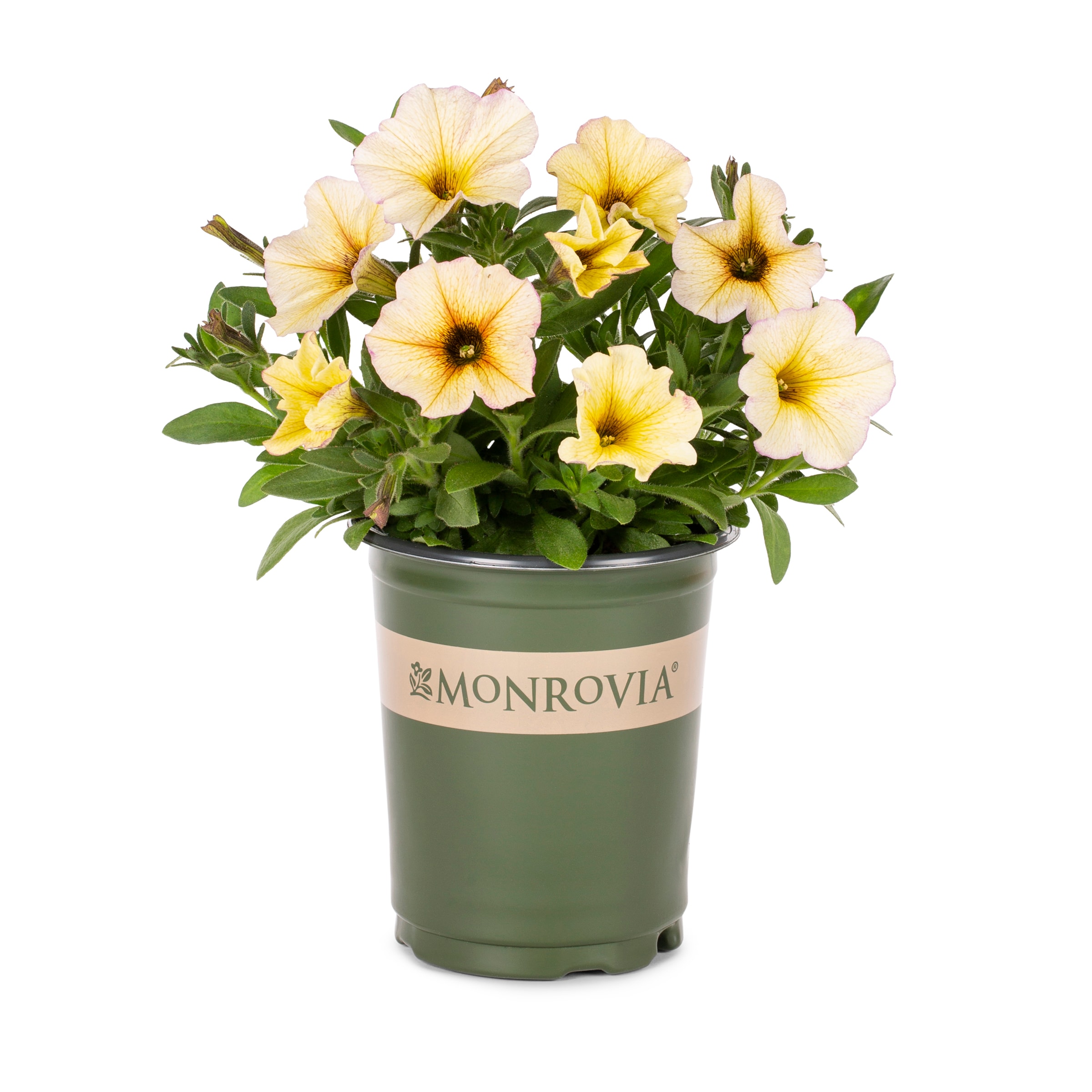 Lowe's NURSERY Multicolor Supercal Petchoa in 1-Quart Pot