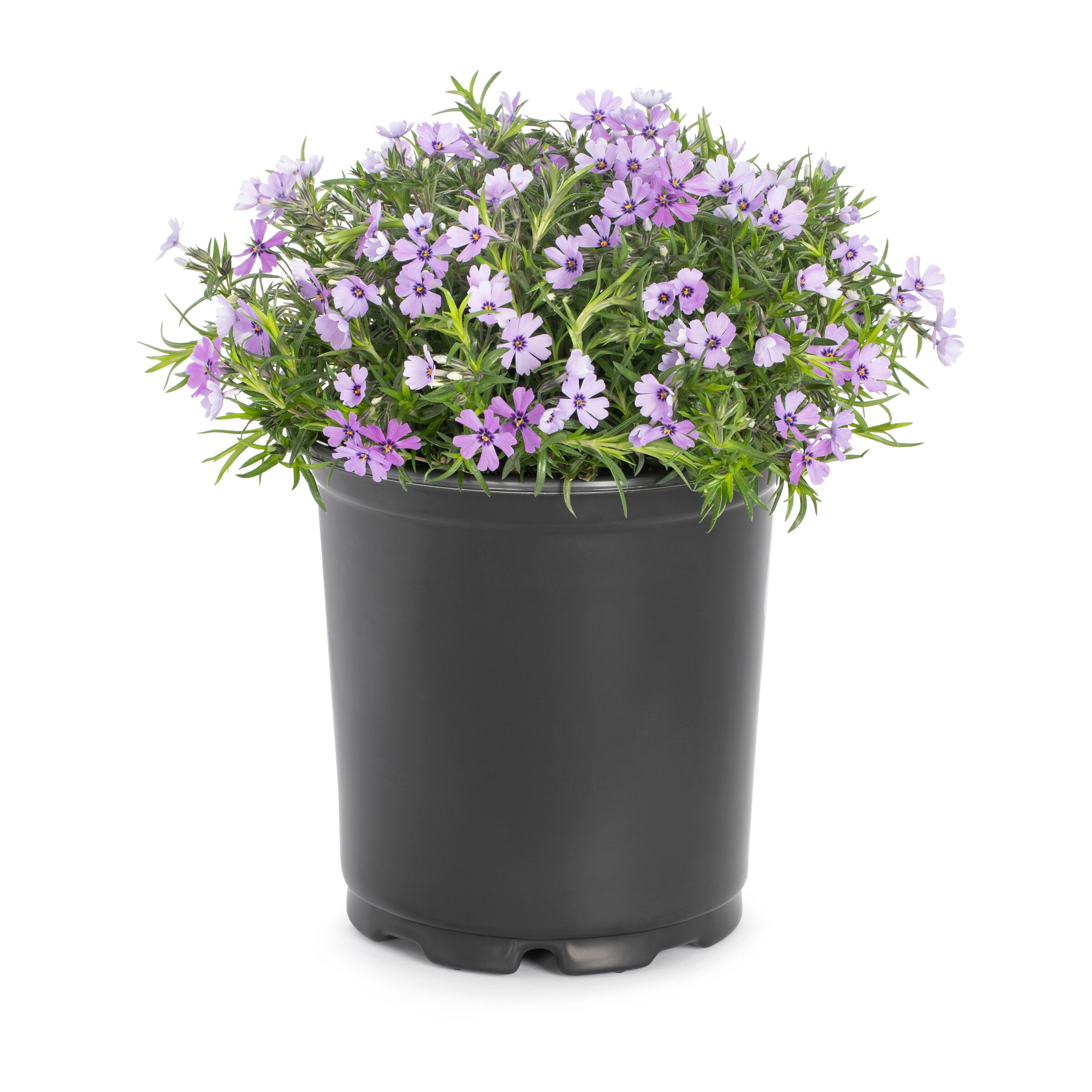 Lowe's Multicolor Phlox Plant in 2.5-Quart Pot at Lowes.com