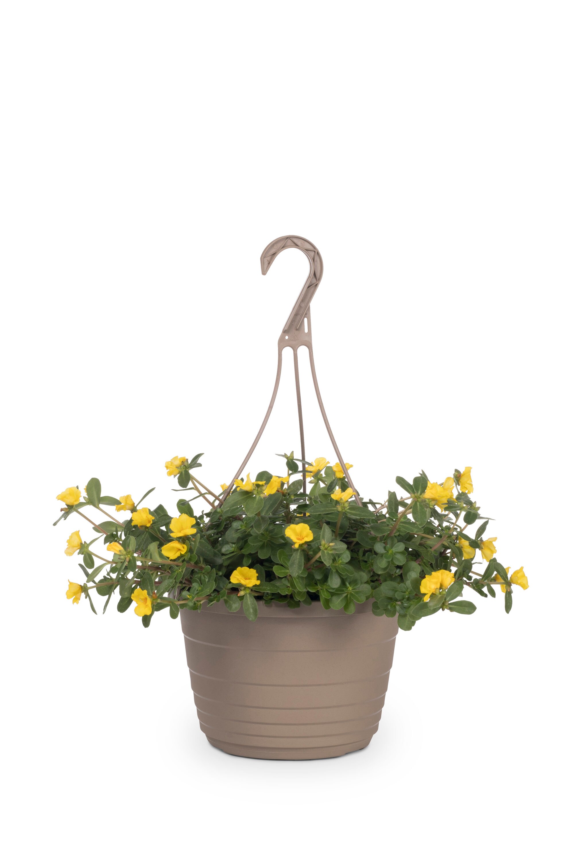 Metrolina Greenhouses Yellow Portulaca in 1.5-Gallon (s) Hanging Basket ...