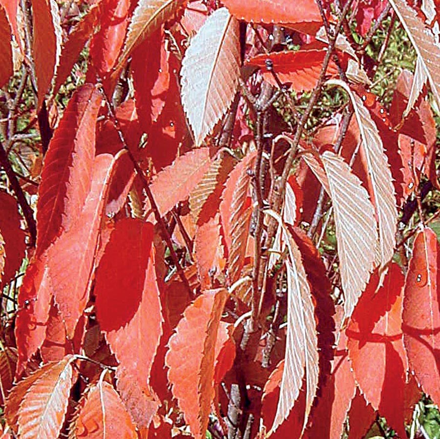  NURSERY 3.63-Gallon Shade Tree Musashino Columnar Zelkova In Pot (With Soil)
