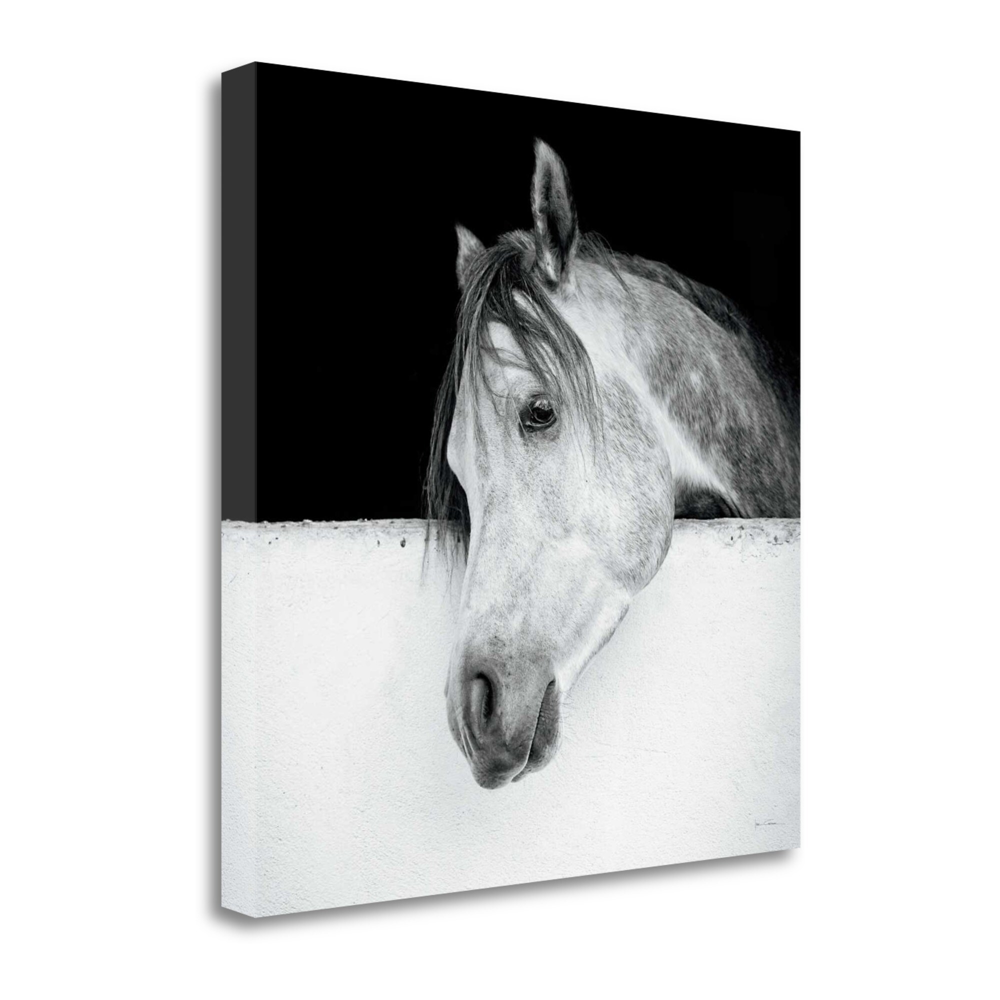 Tangletown Fine Art WA609471-2020C 20-in H x 20-in W Animals Print on Canvas