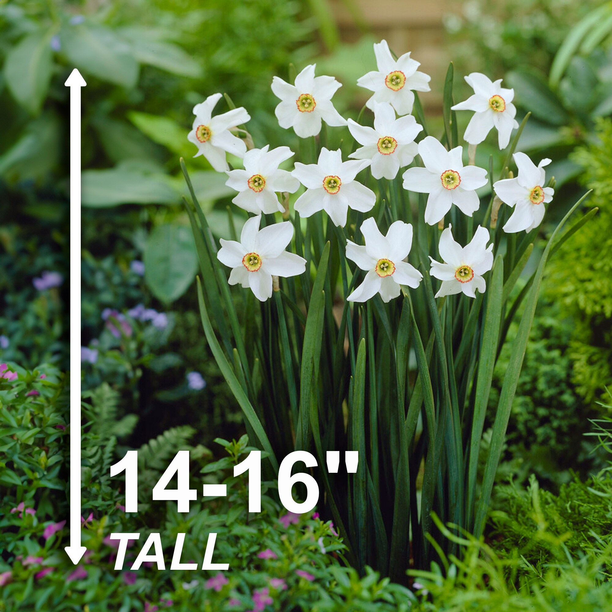 Garden State Bulb White Pheasant's Eye Narcissus Poeticus Daffodil ...