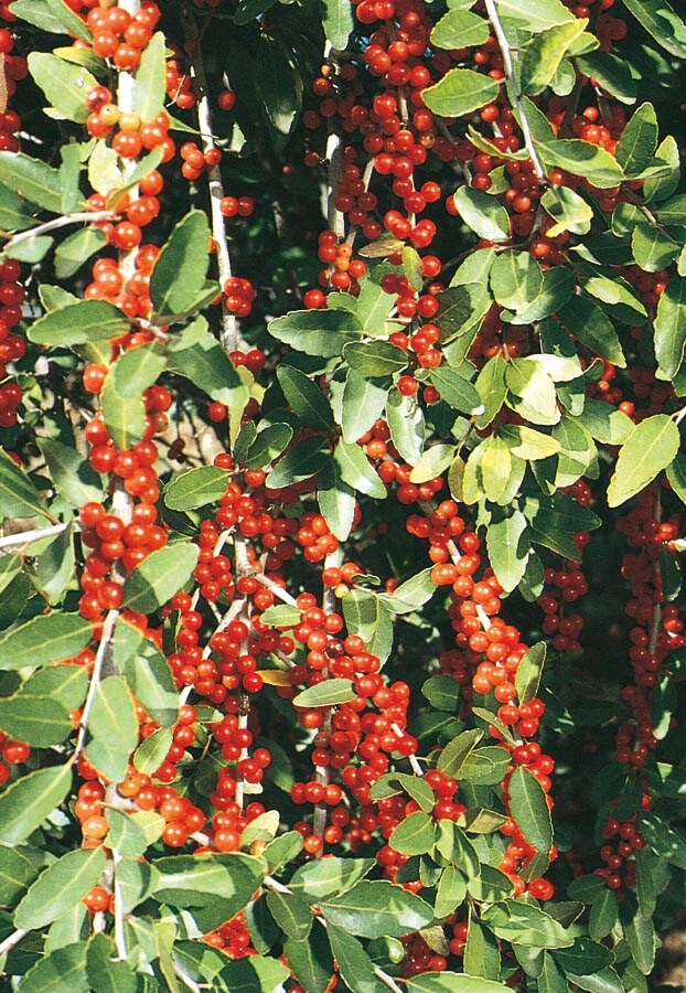  NURSERY Pride Of Houston Yaupon Holly Feature Shrub In Pot (With Soil)