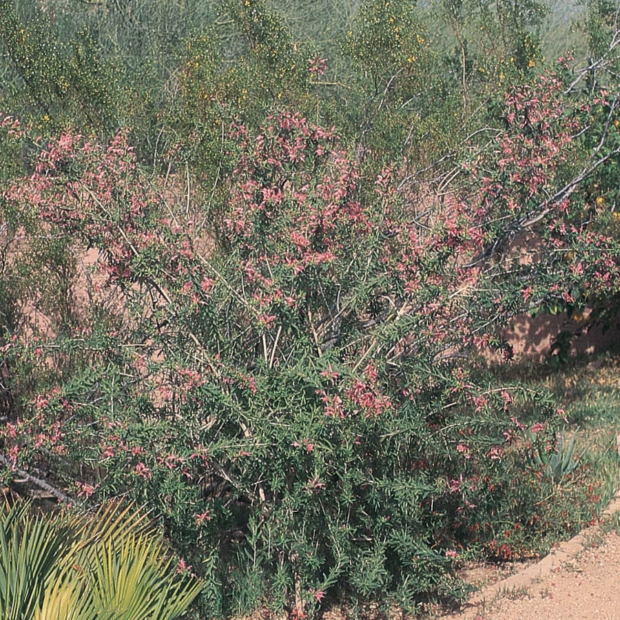 Lowe's NURSERY Common Emu Bush Accent Shrub in In pot (with soil) Mixed