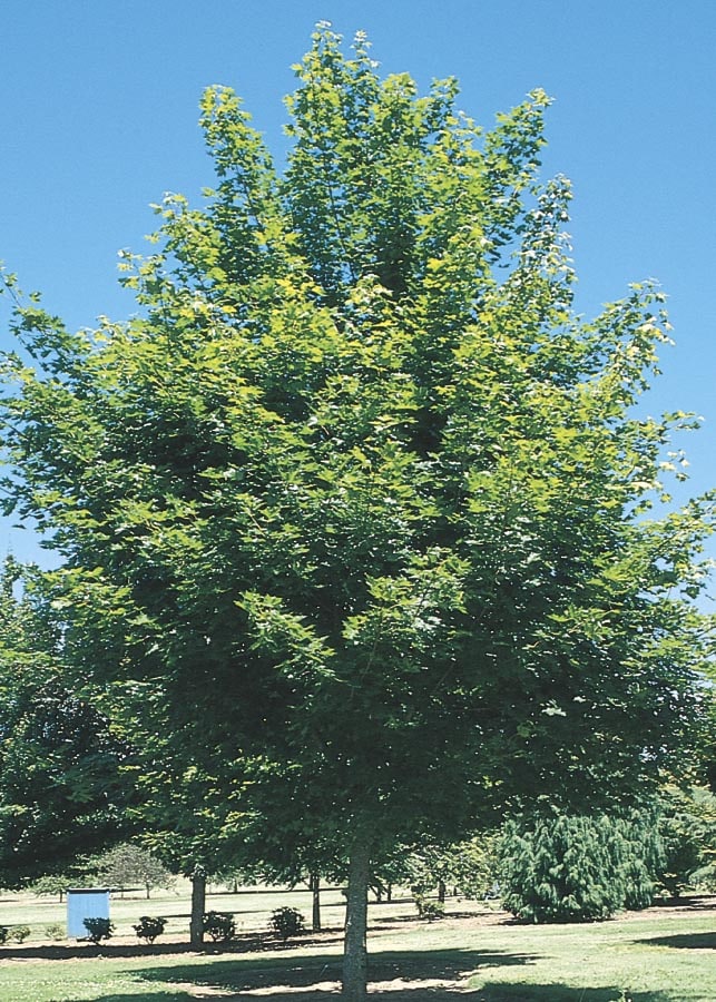 Lowe's NURSERY 1.75-in Red Shade Red Maple In Pot (With Soil)