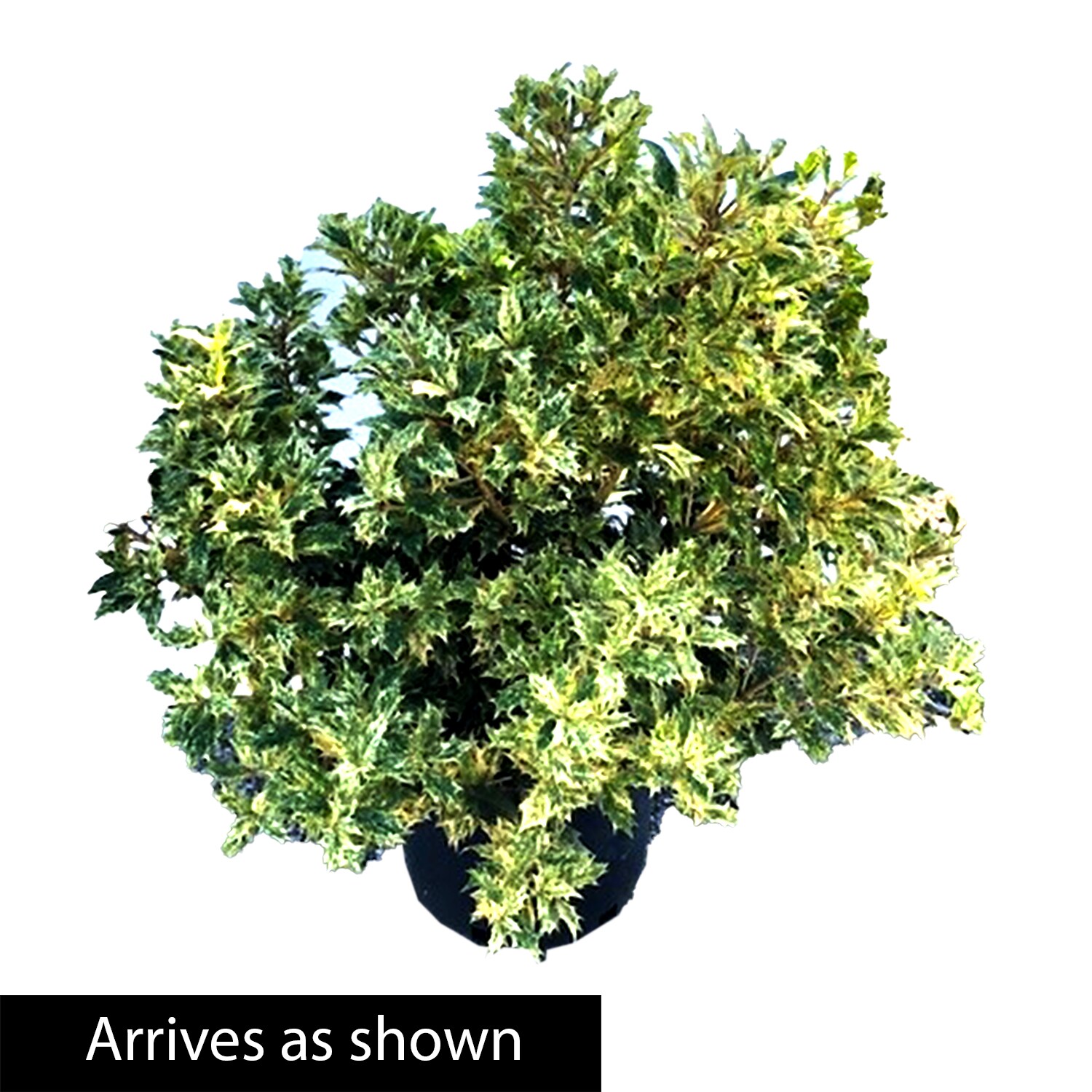 Spring Hill Nurseries 90038 shrubs - View #3