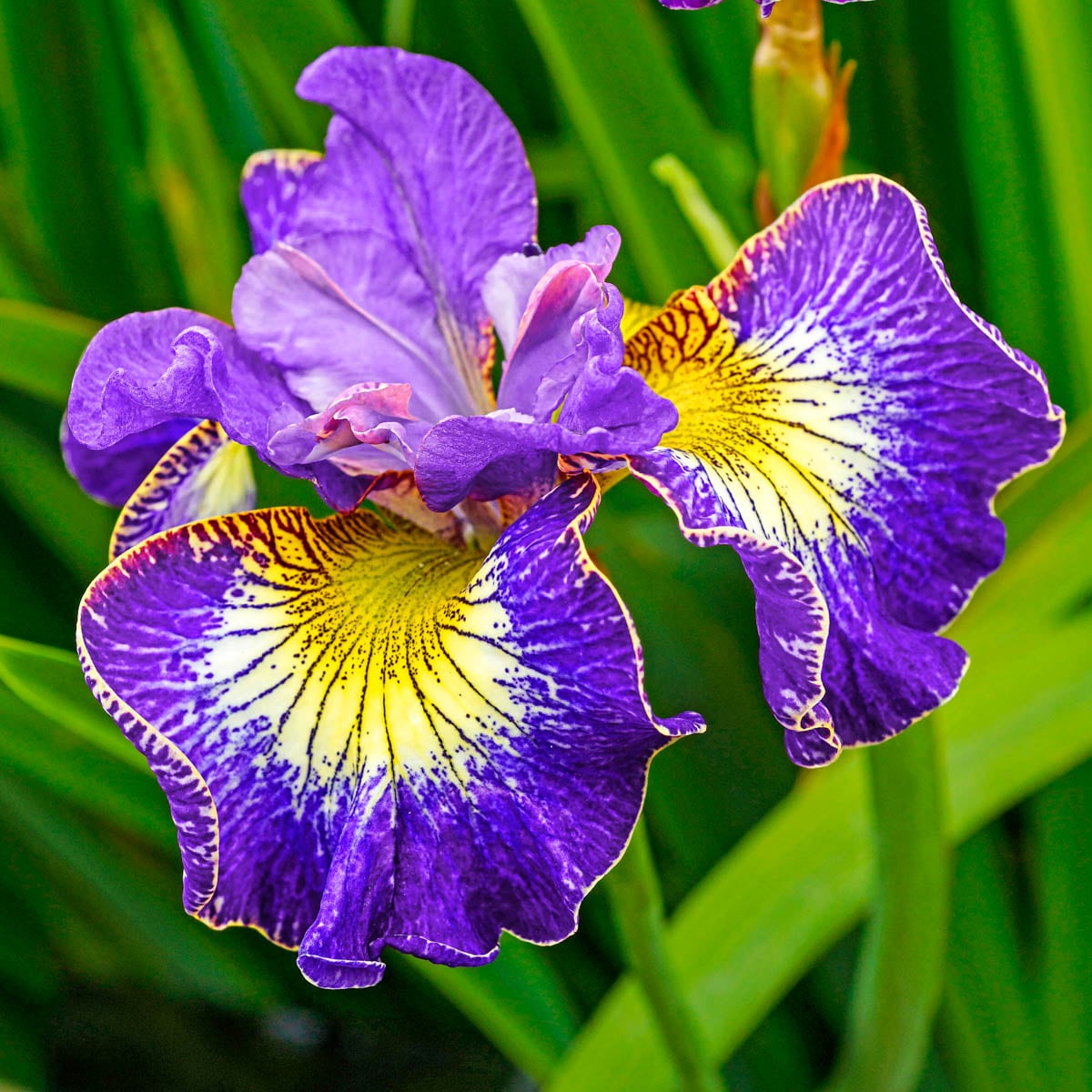 Spring Hill Nurseries Multicolor How Audacious Siberian Iris Perennial ...