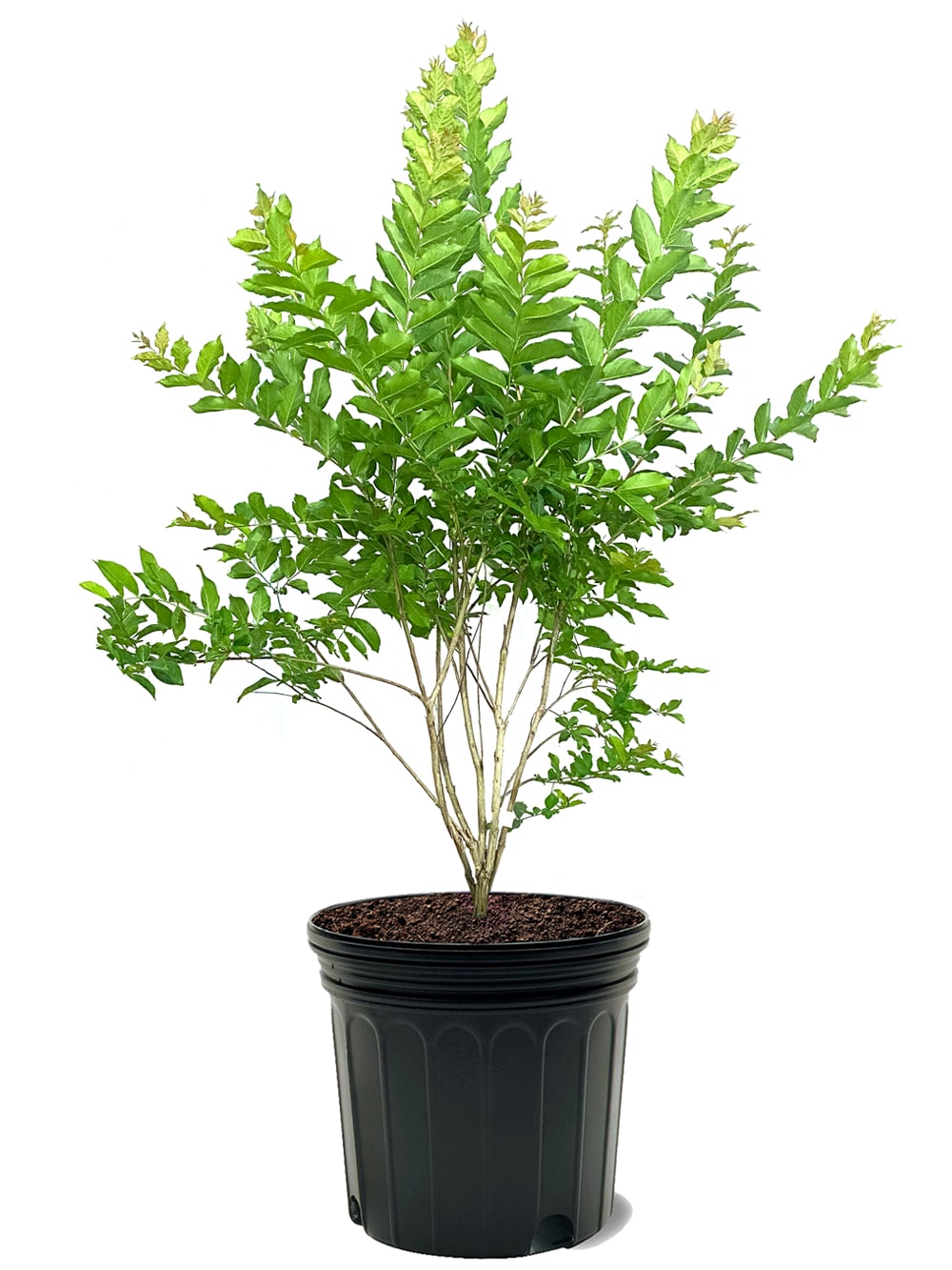 Southern Planters CRMNAT07G 7 -Gallon White Flowering Natchez Crape Myrtle In pot (with soil)