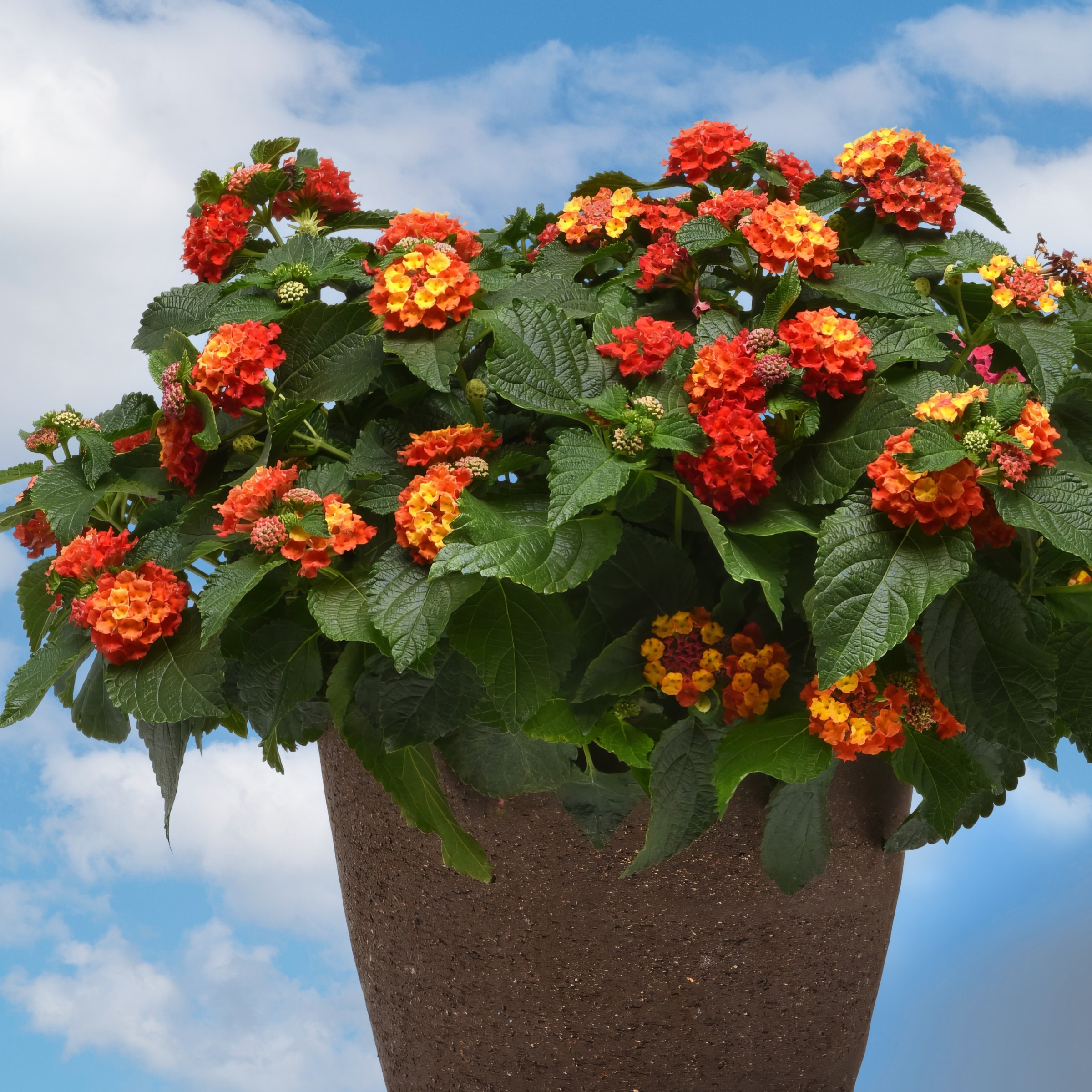 National Plant Network LW1572 annuals - View #5