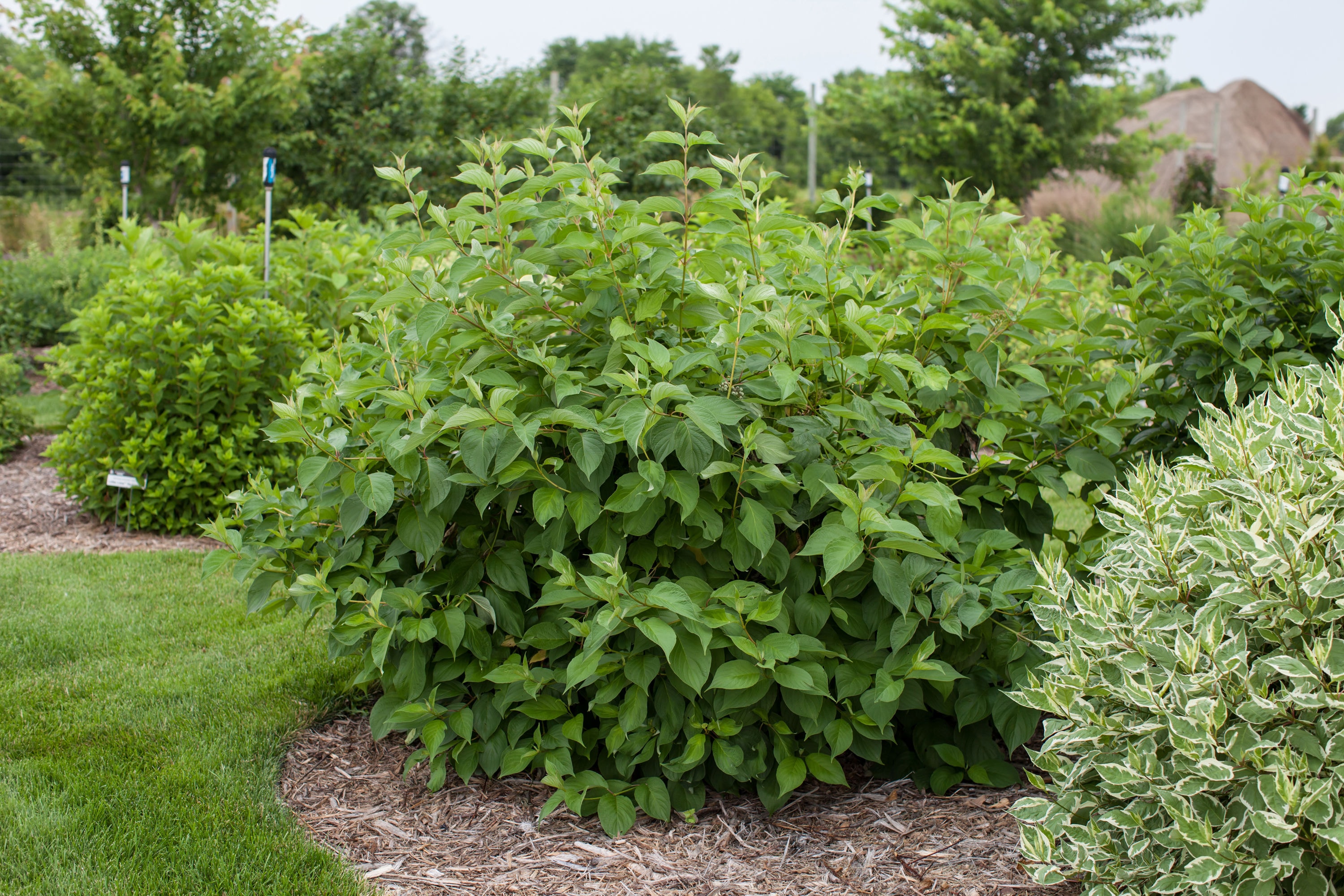 Lowe's NURSERY White First Editions Baton Rouge Dogwood Accent Shrub in 1 -Gallon Pot