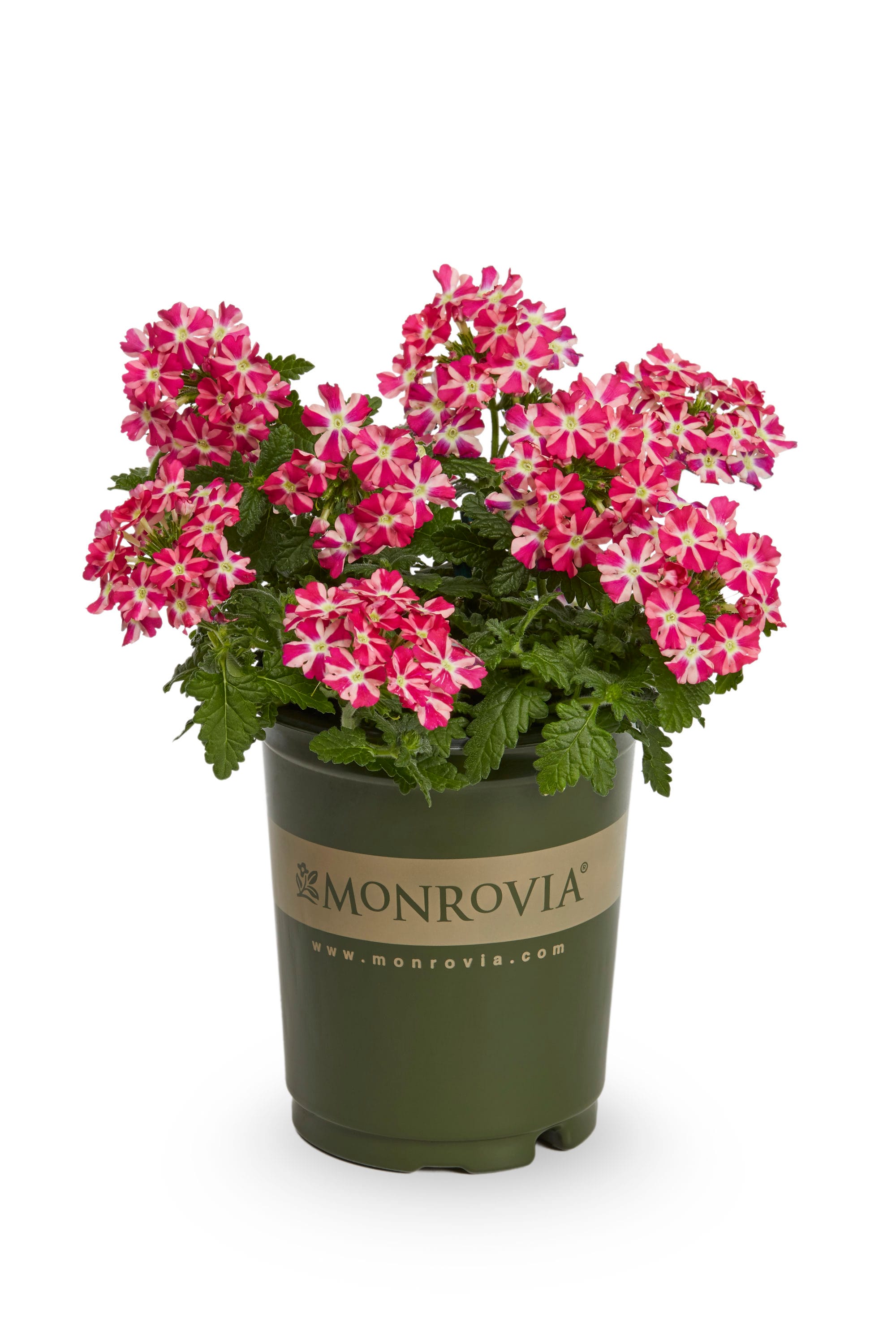 Monrovia Multicolor Verbena in 1-Quart Pot in the Annuals department at ...