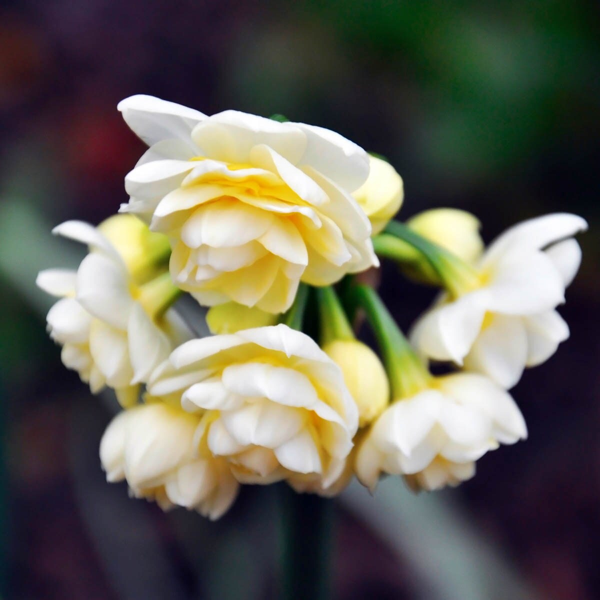 Direct Gardening 96133 Plant-Bulbs - View #2