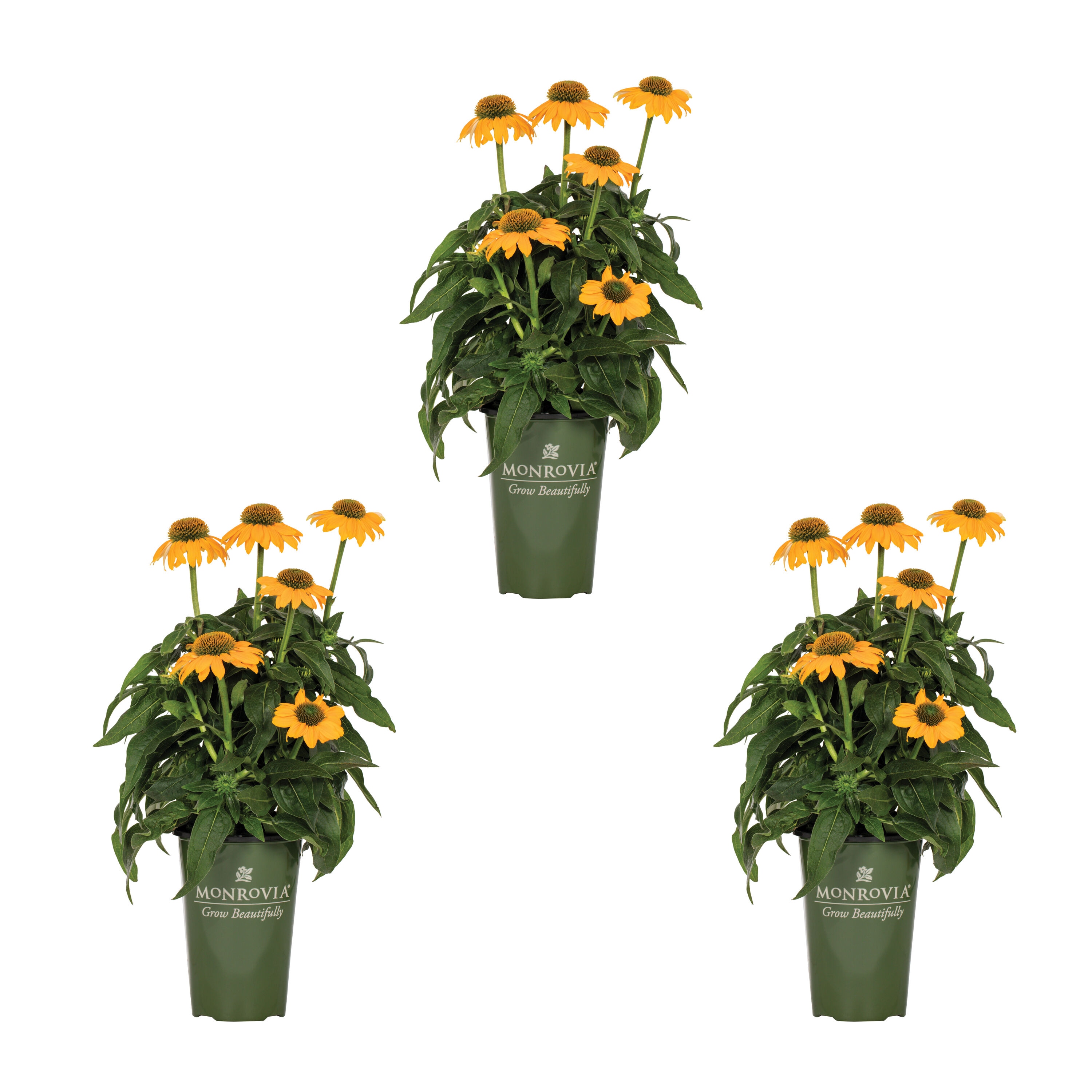 Monrovia - 2 -Quart Yellow Coneflower 3.0 -Pack - Low Maintenance