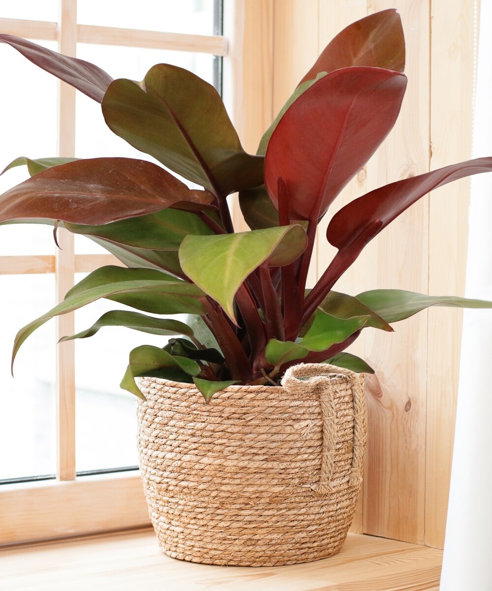 National Plant Network LW7741 hseplants - View #4