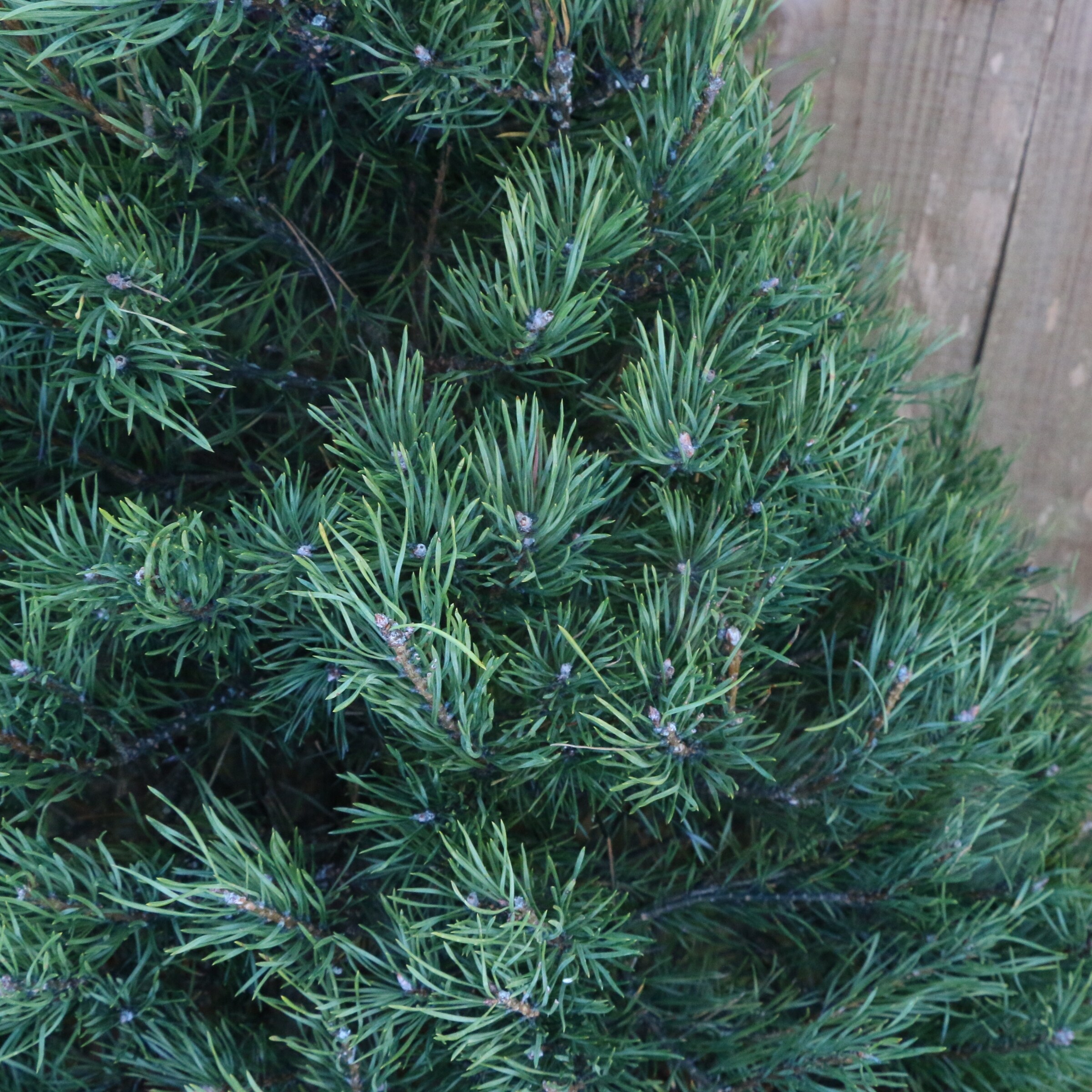 National Plant Network 2 4 Ft X 2 Ft Fresh Cut Scotch Pine Real