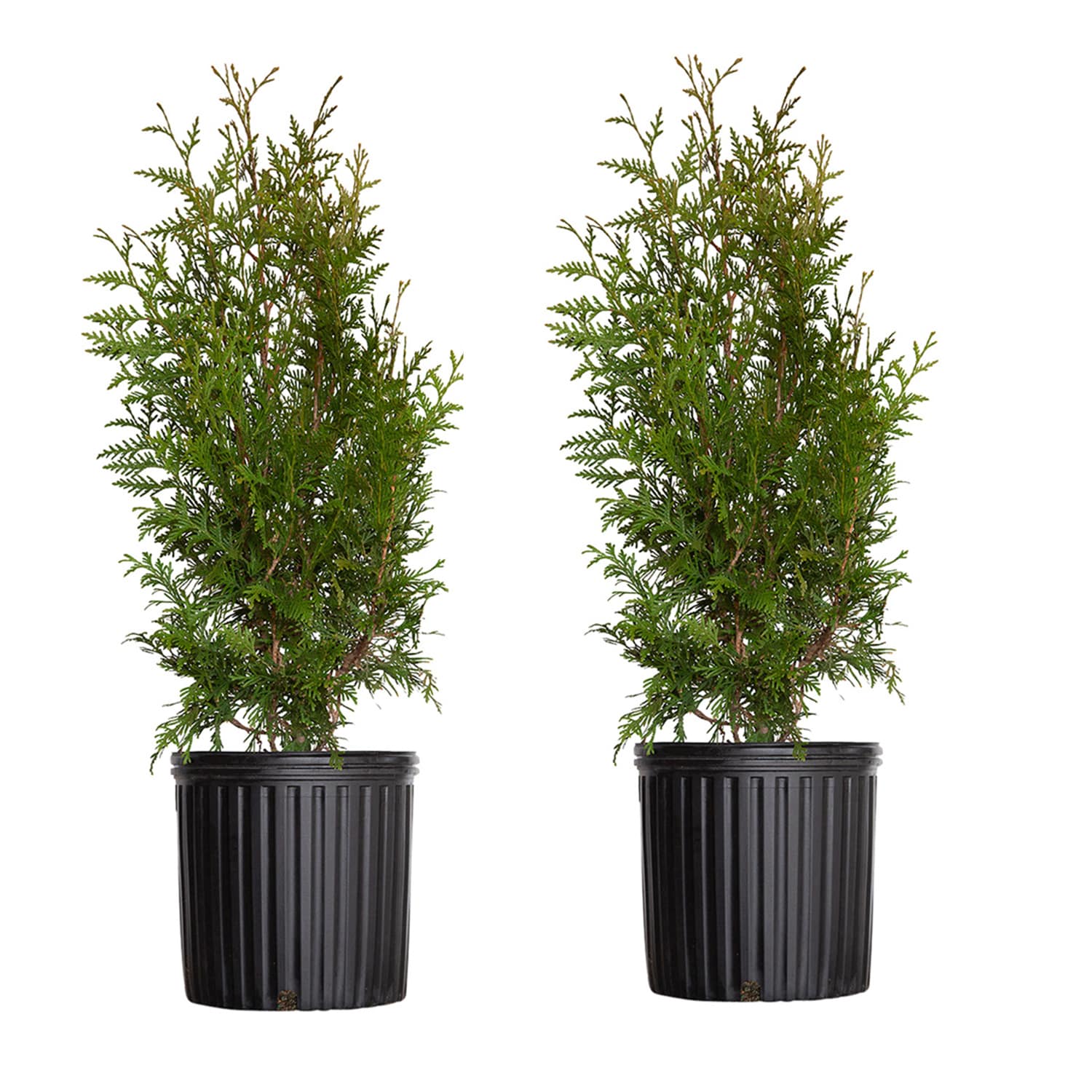 Flowerwood 2.5 -Gallon Screening Evergreen Green Giant Arborvitae (2 Pack) In pot (with soil)