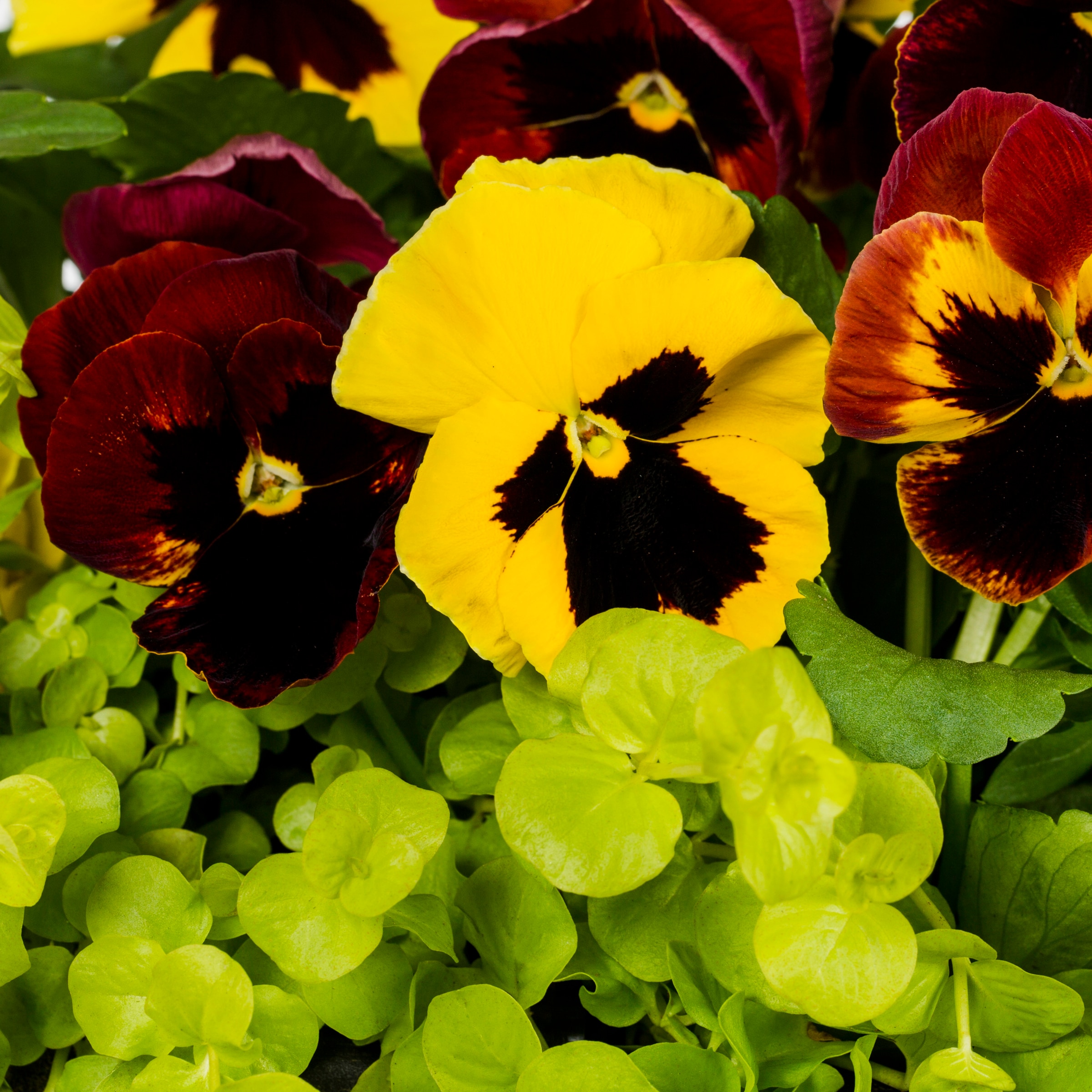 Lowe's NURSERY annuals - View #2