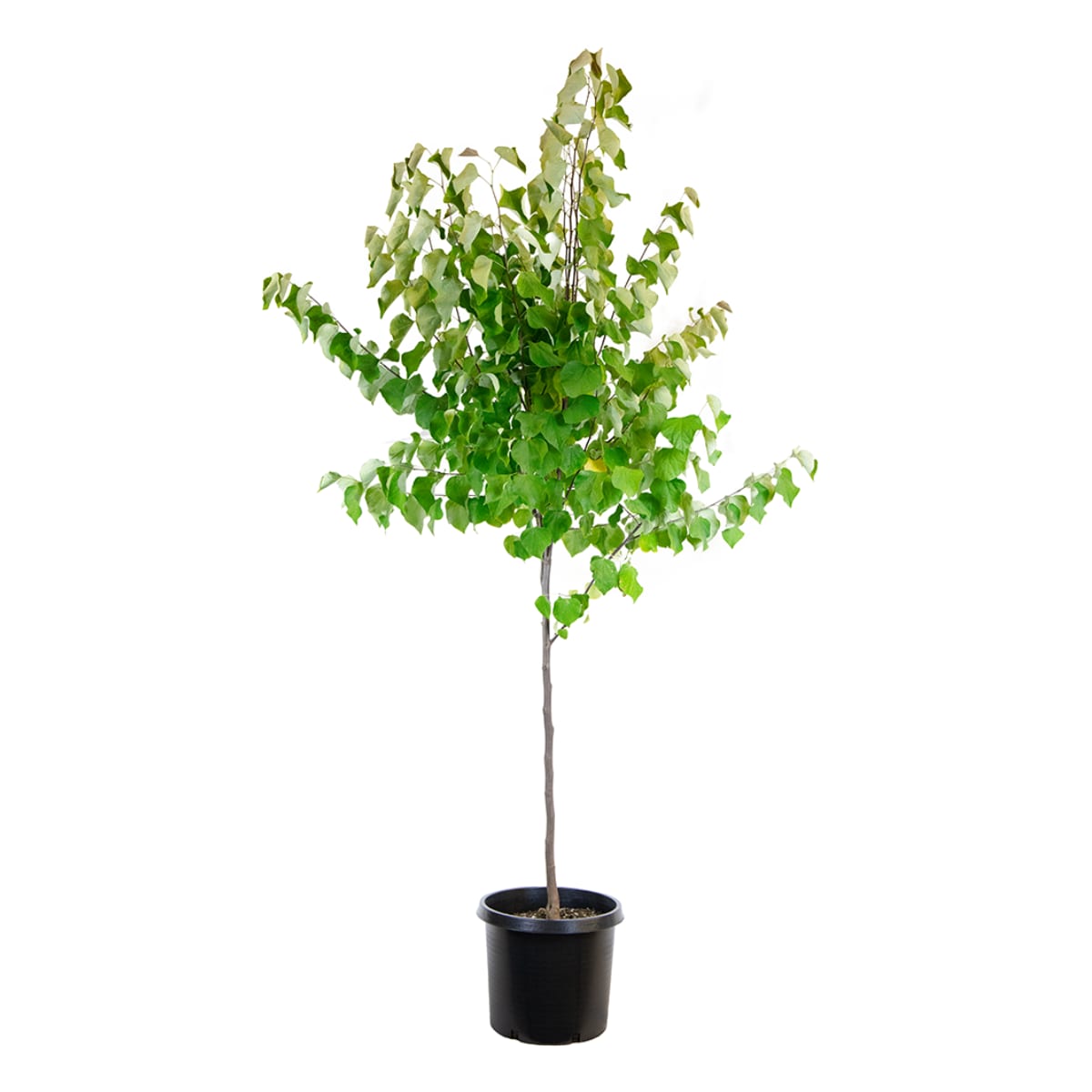  13CER5CAN 3.74 -Gallon Red Flowering Eastern Redbud In pot (with soil)