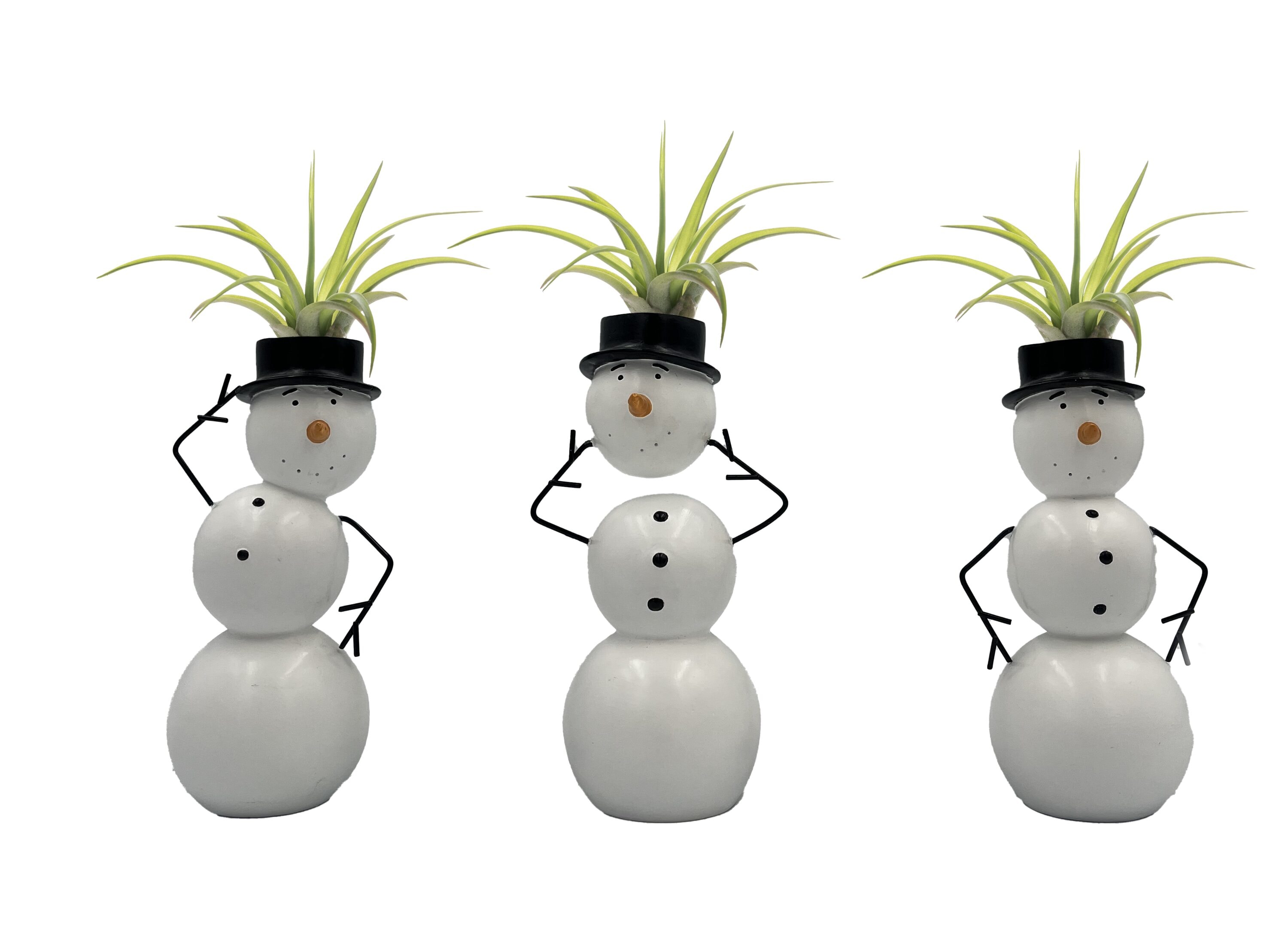 LiveTrends ASB07886 Snow Day - Air Plant House plant in 3 -Pack Pot 3 -Pack