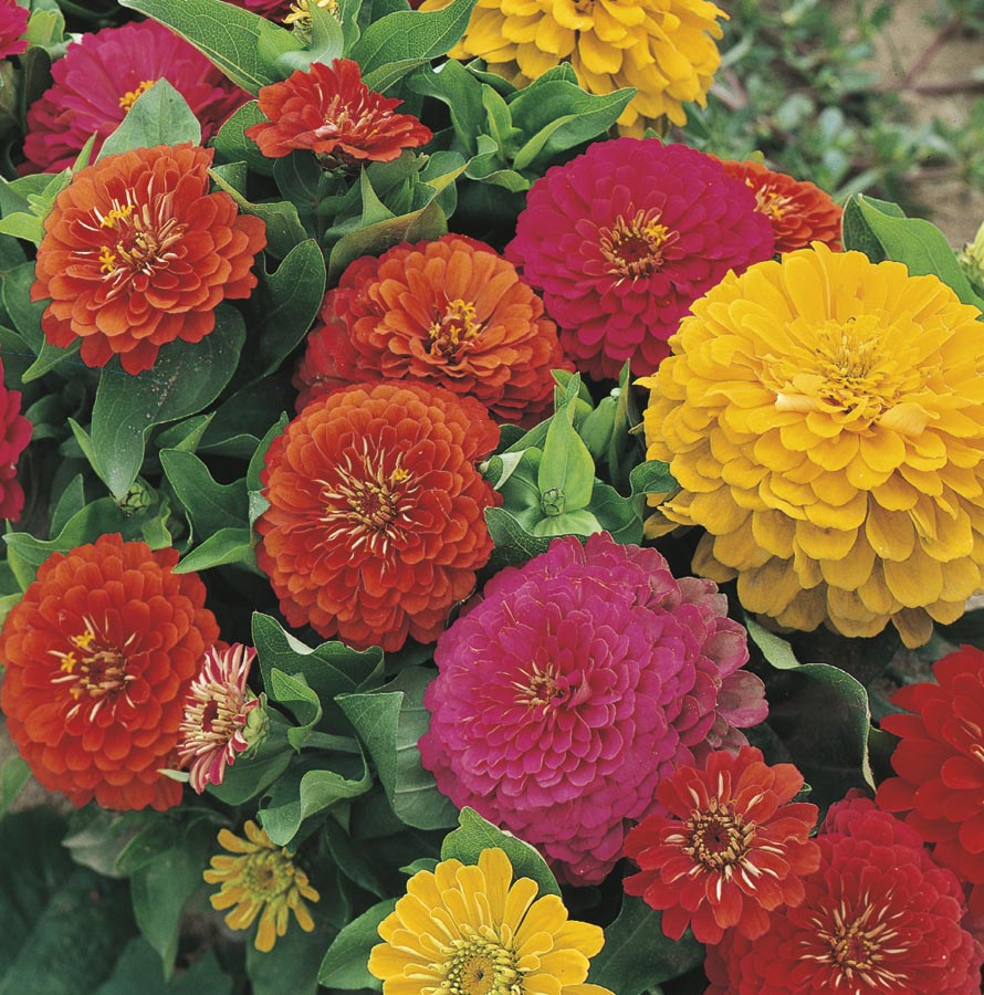 Lowe S Multicolor Zinnia In 1 Quart In The Annuals Department At Lowes Com