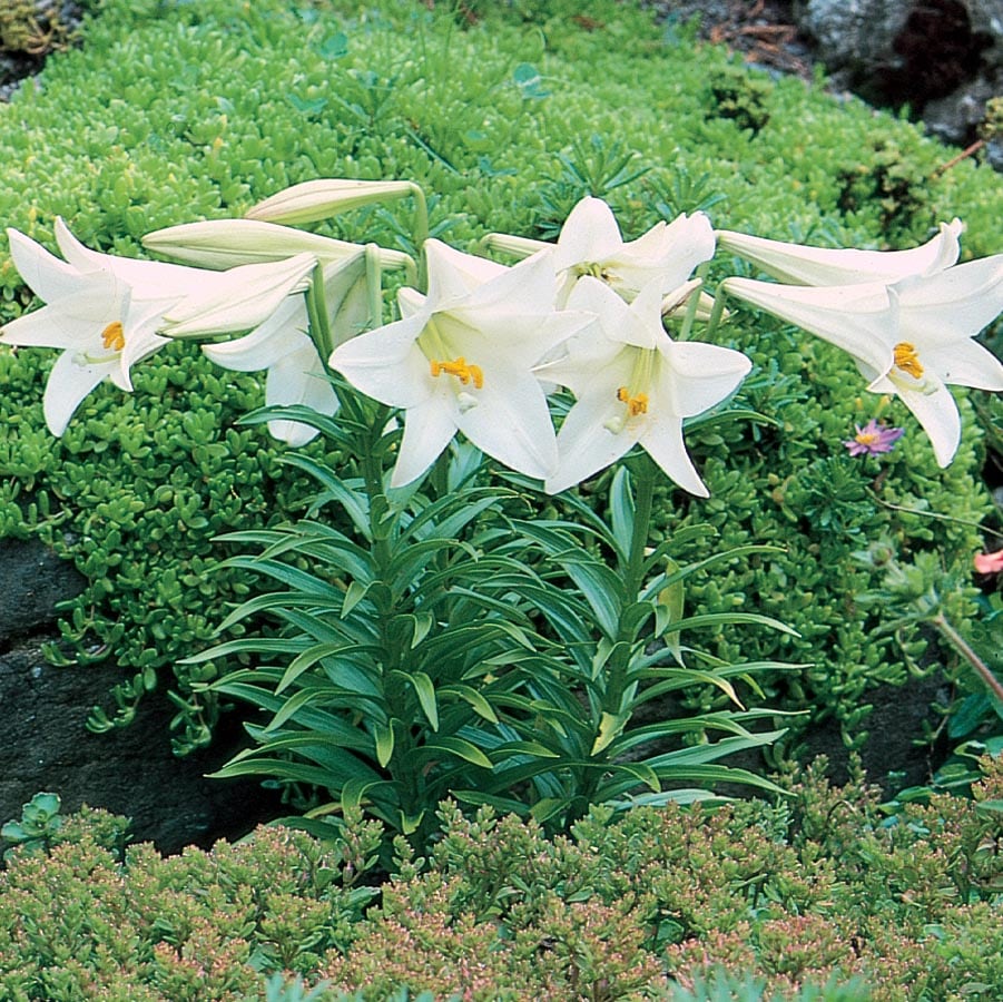 White Easter Lily House Plant in 1.25-Quart Pot at Lowes.com