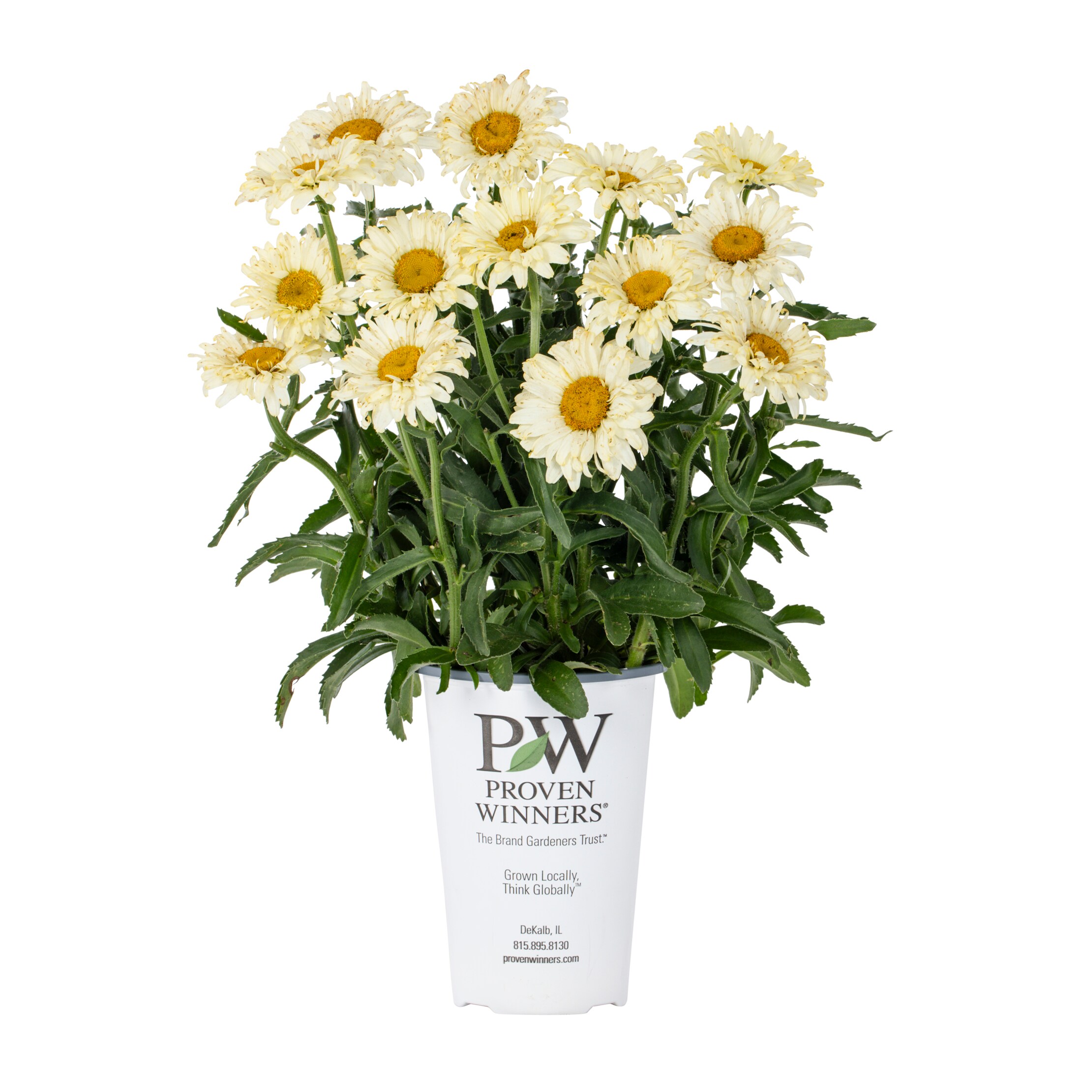 Proven Winners 4566 perennials - View #7