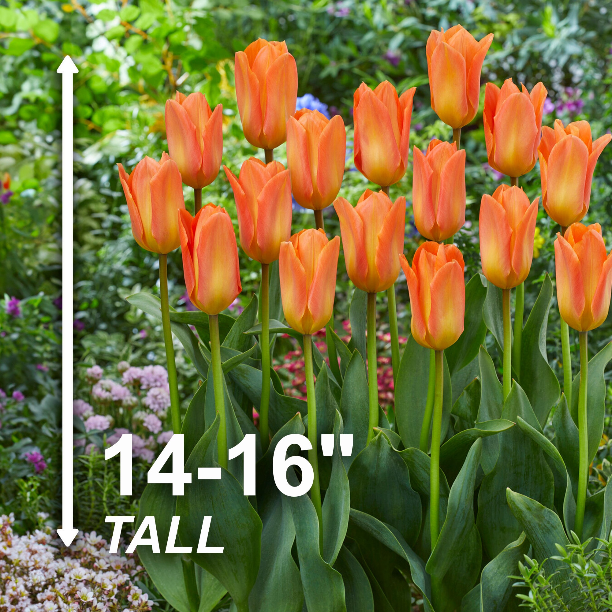 Garden State Bulb ECF-68-50-02 Plant-Bulbs - View #3