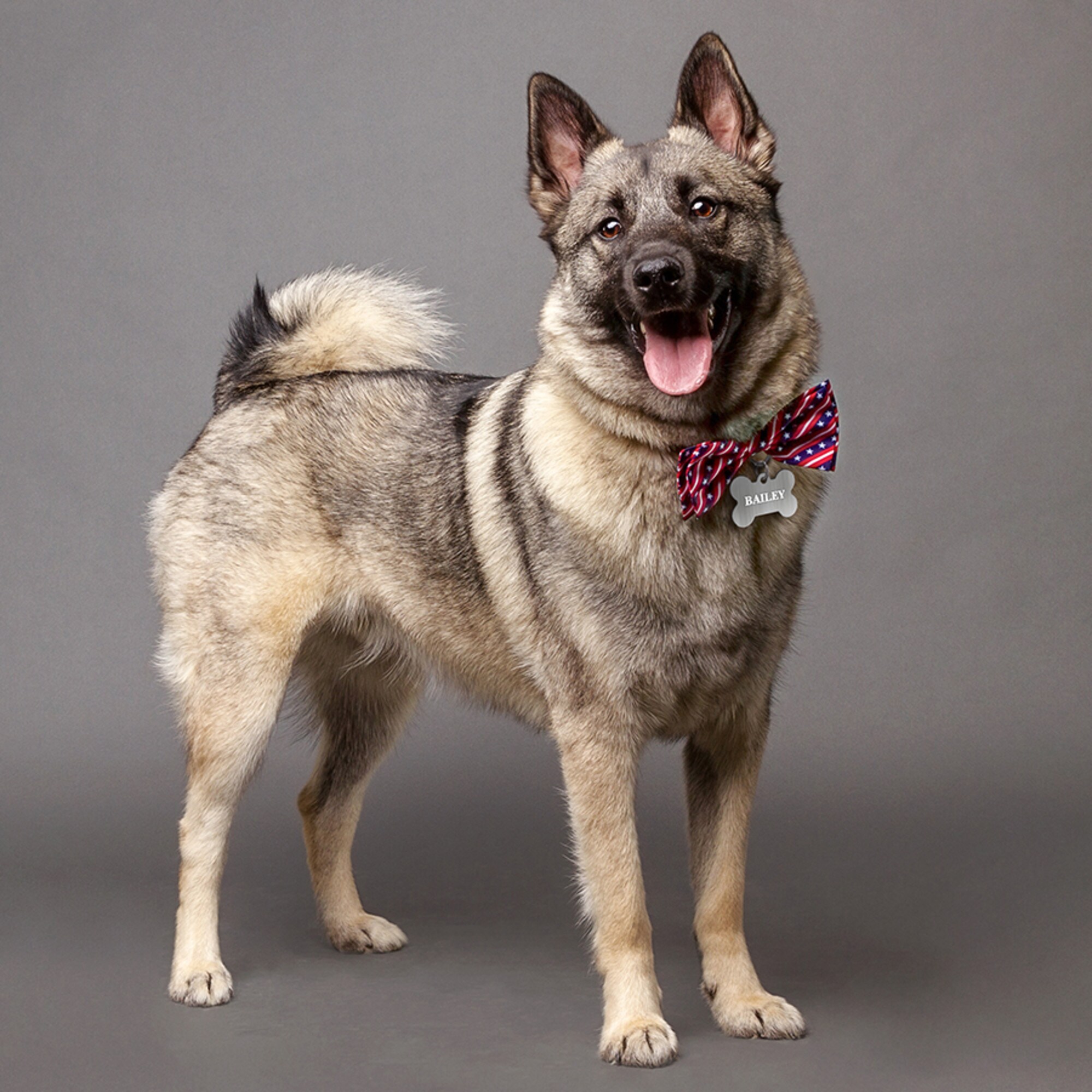 Quick-Tag 7324-20 Dog-Collars-Harnesses - View #4