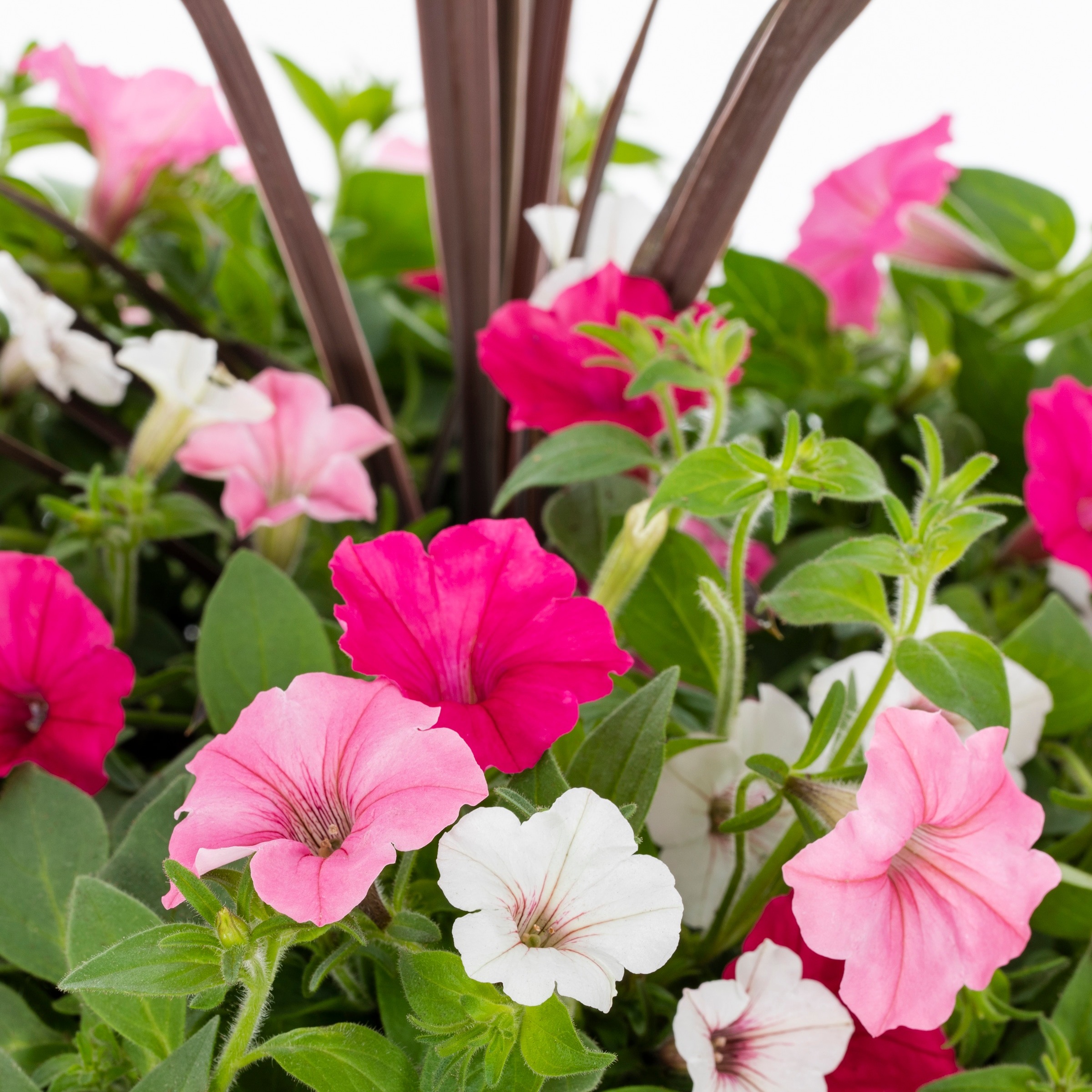 Lowe's NURSERY annuals - View #2
